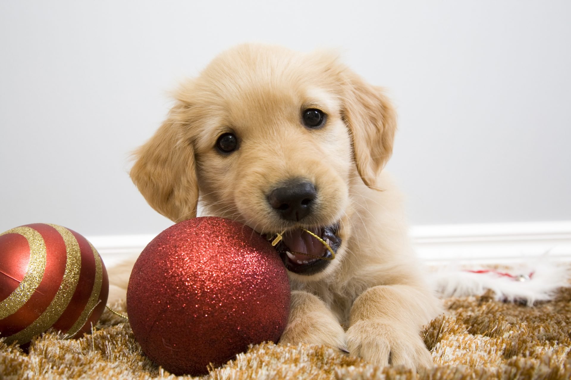 2020_12_gettyimages-175516153-scaled.jpg