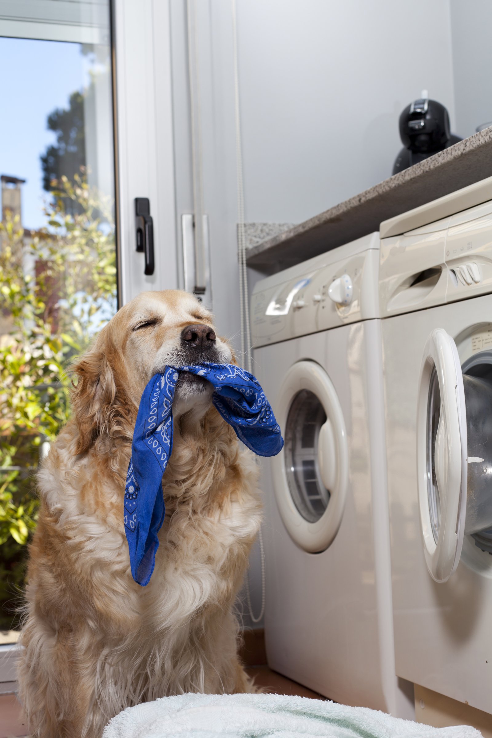 Golden retriever zoknit rág eszik ruha szennyes