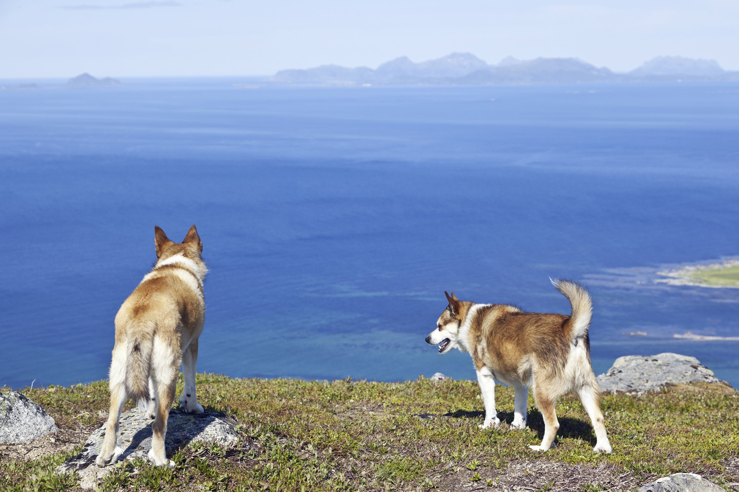 Lofoten szigete lundhund