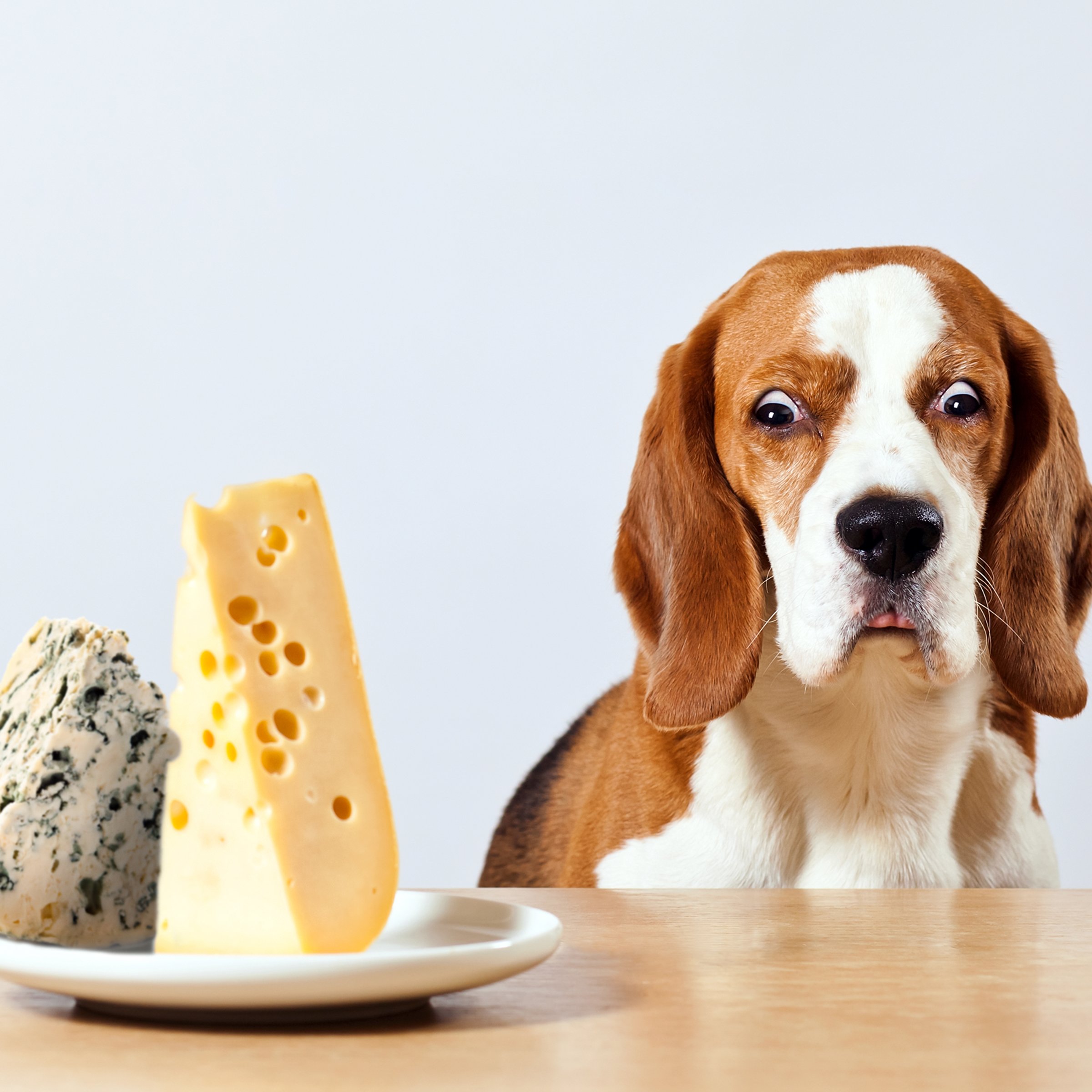 beagle sajt eszik etetés