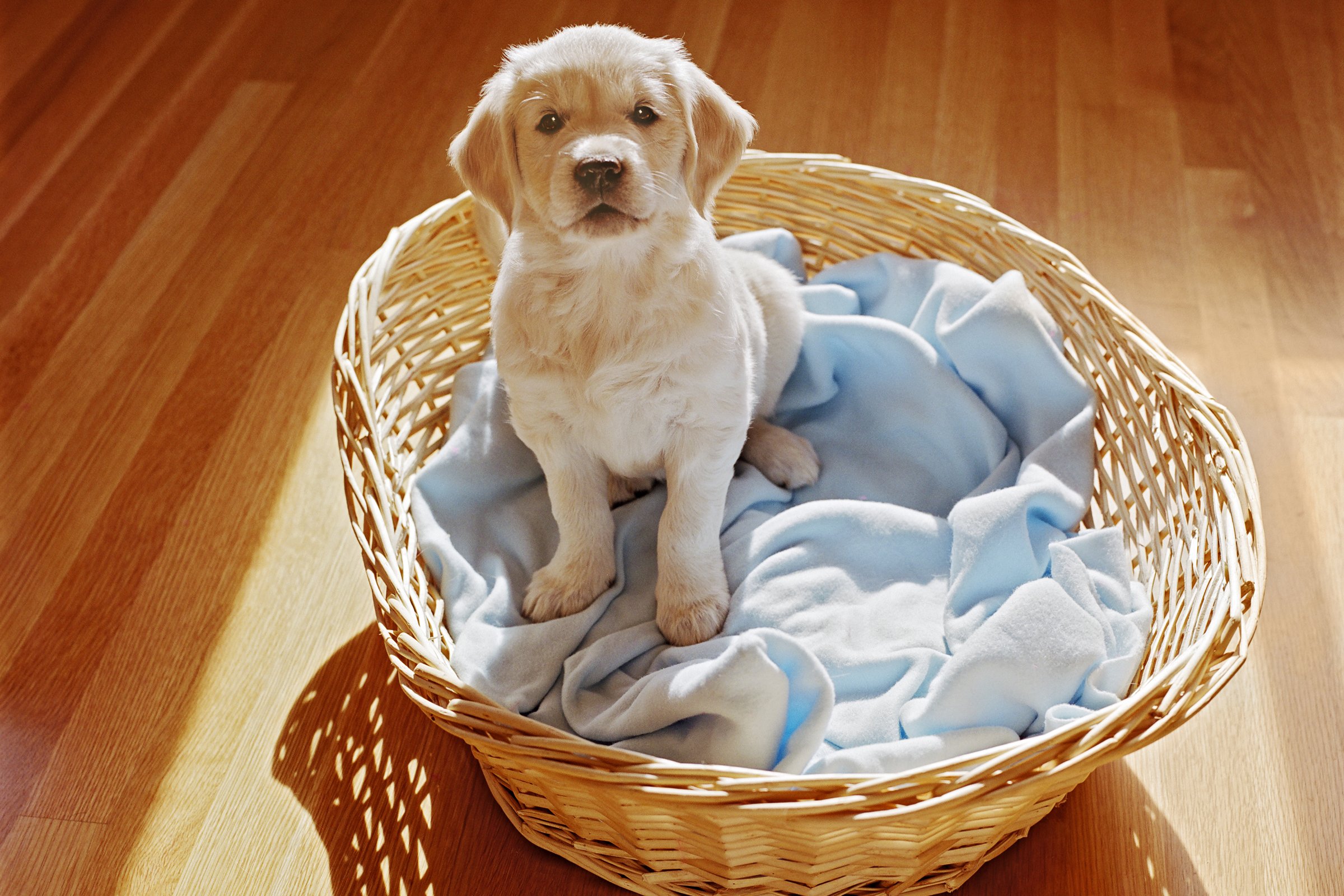 golden retriever kölyök a helyén