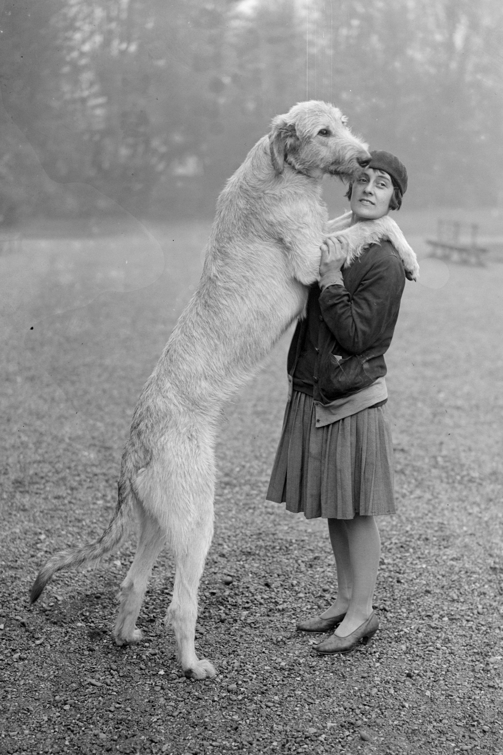 ír farkaskutya 1928