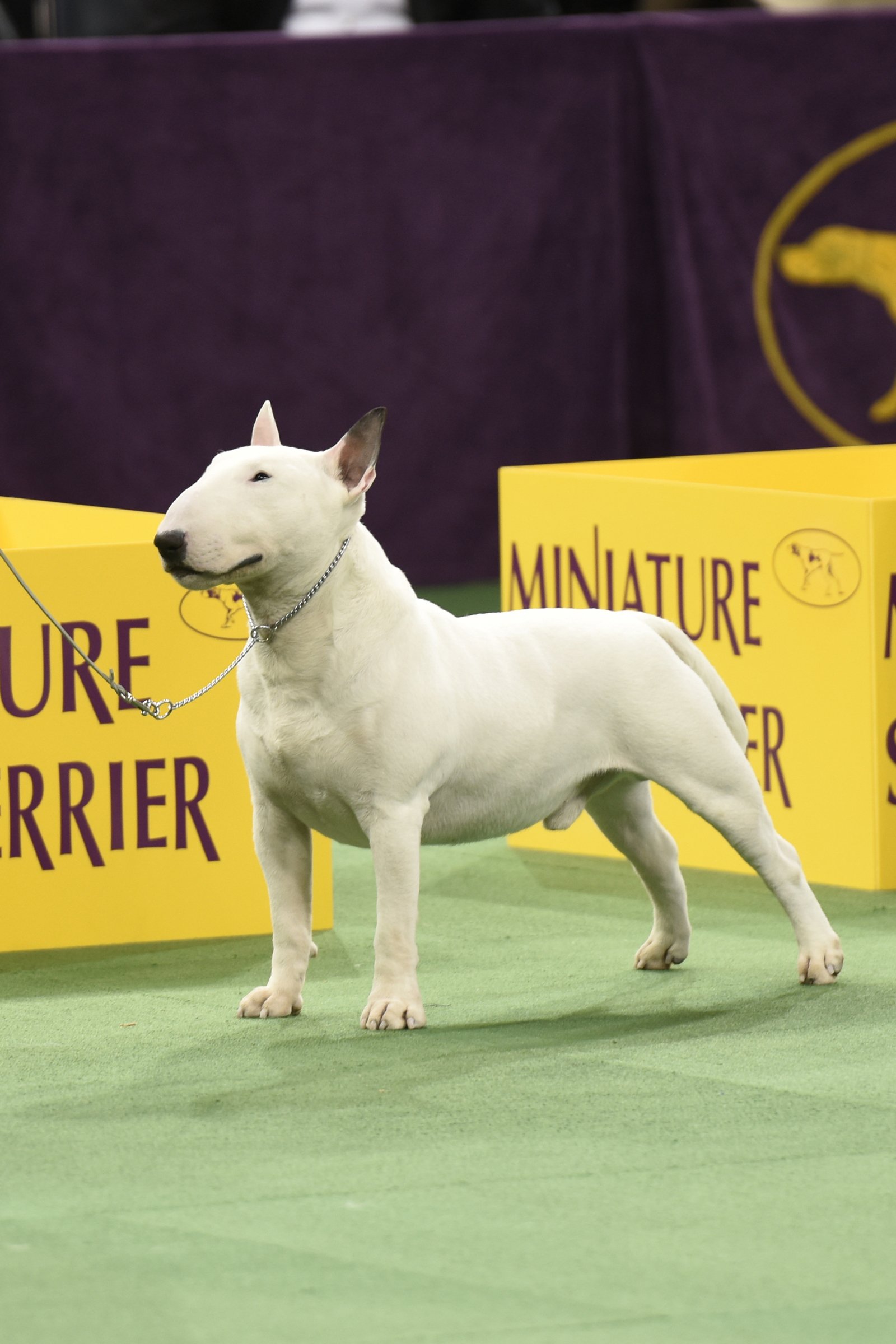 miniatűr bullterrier