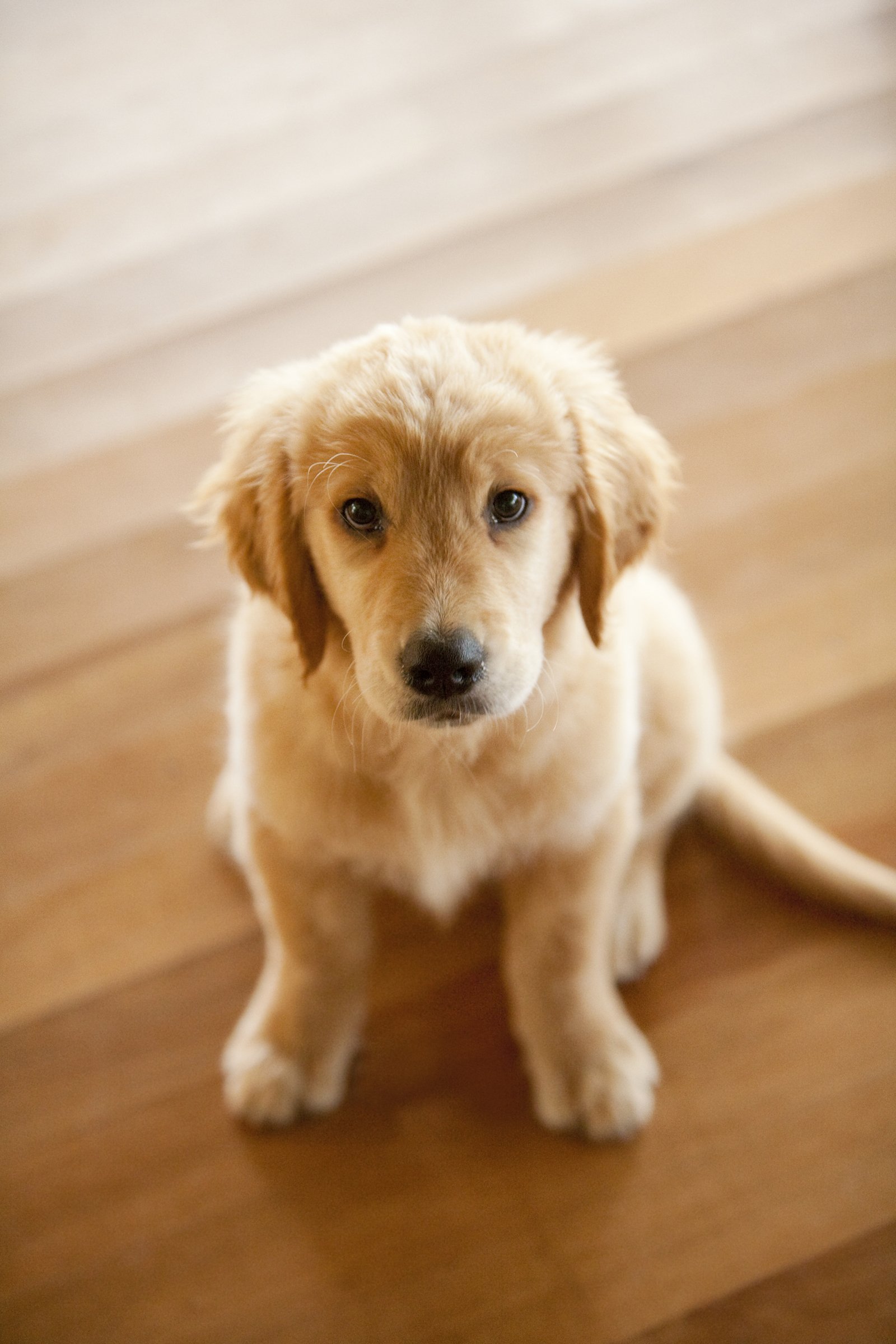 Golden Retriever kölyök ül
