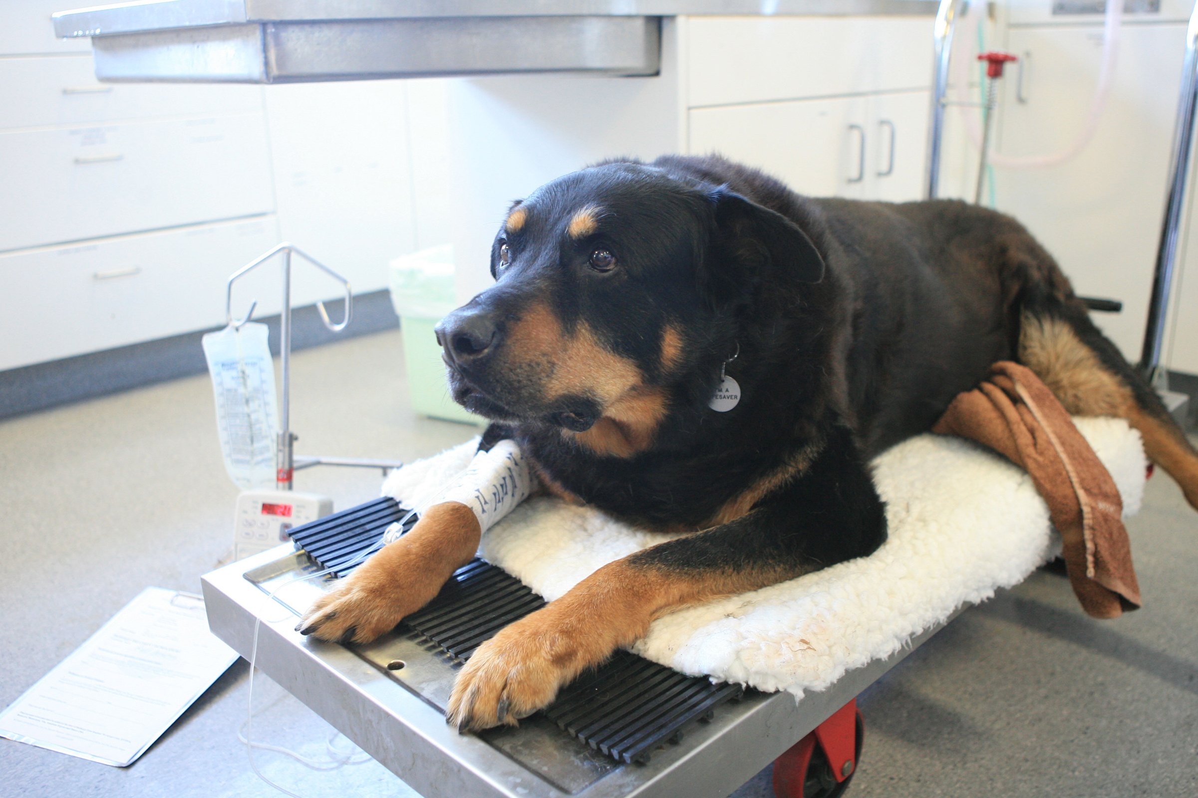 rottweiler véradás