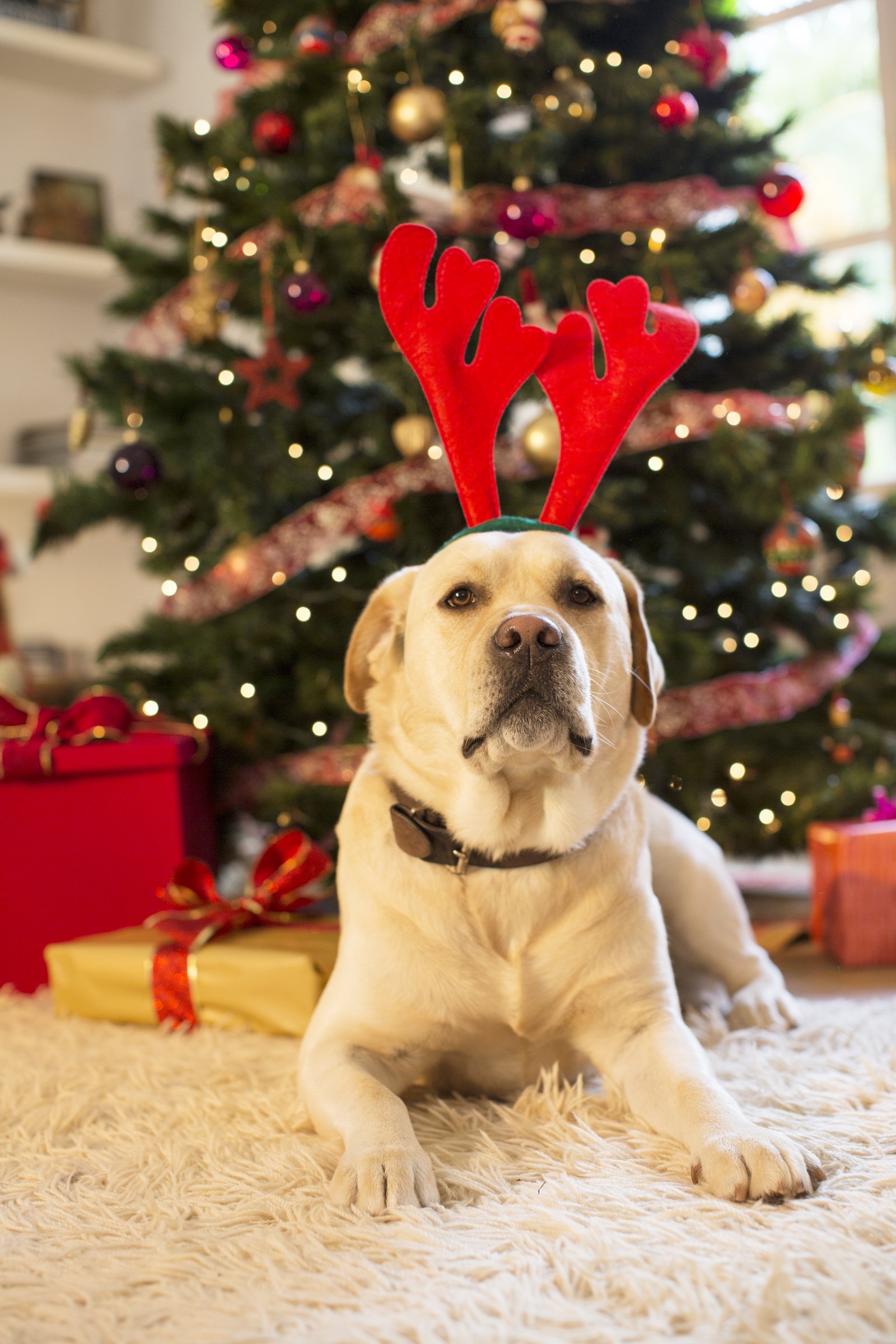 karácsony kutya öltöztetés labrador stressz