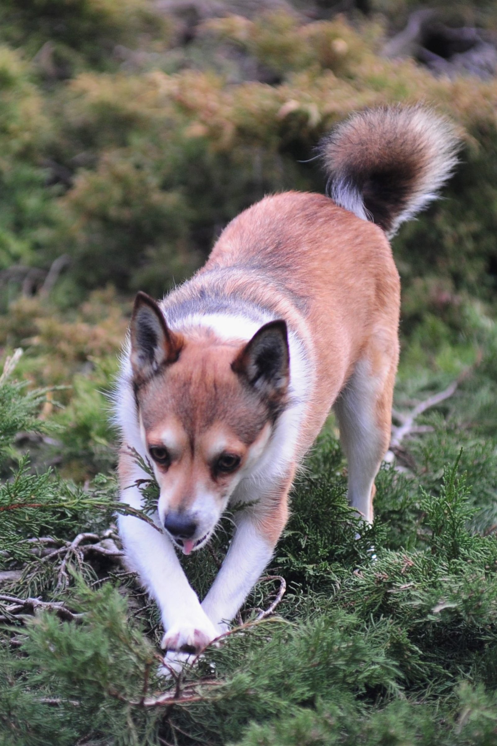 lundehund ás