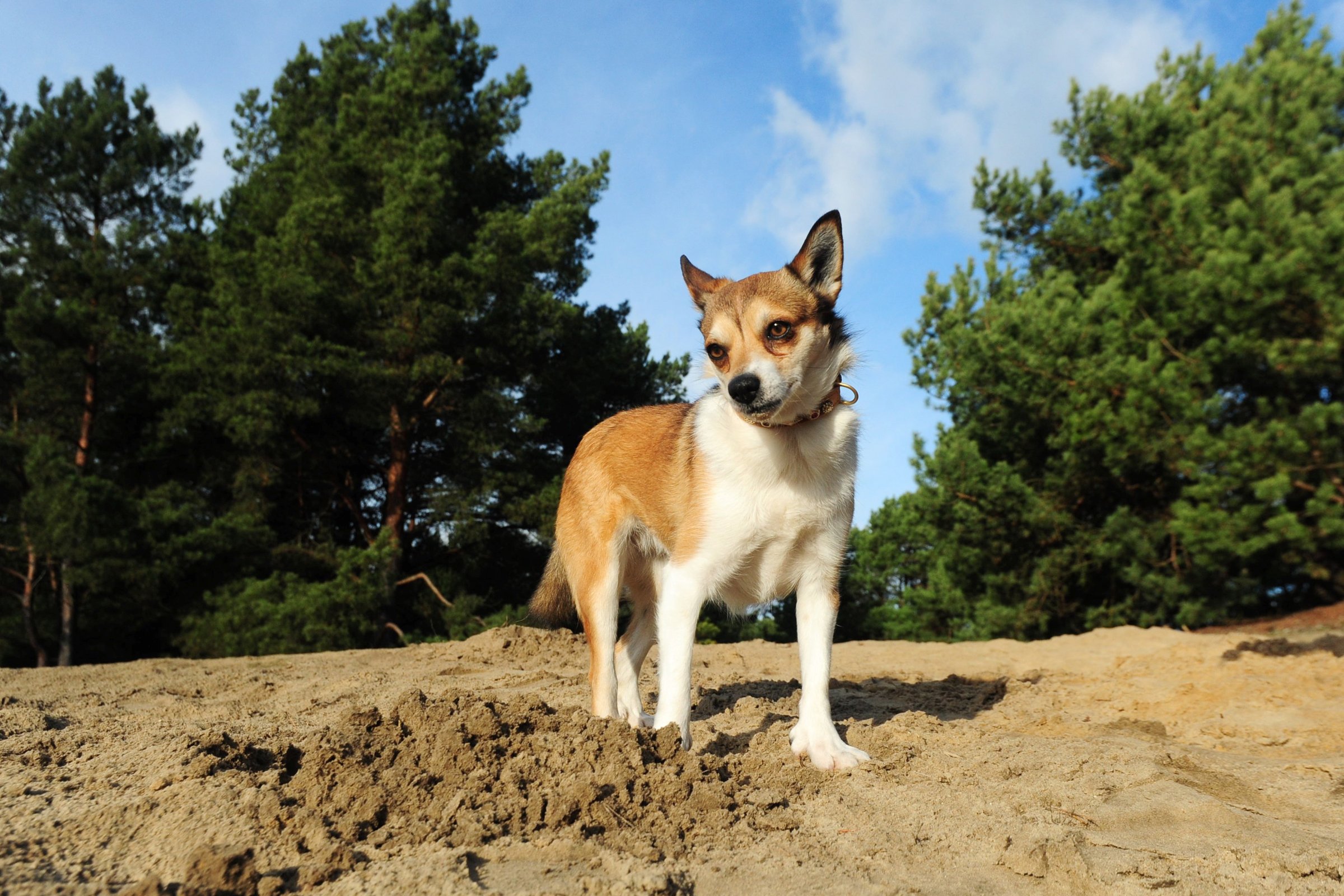 lundehund 3