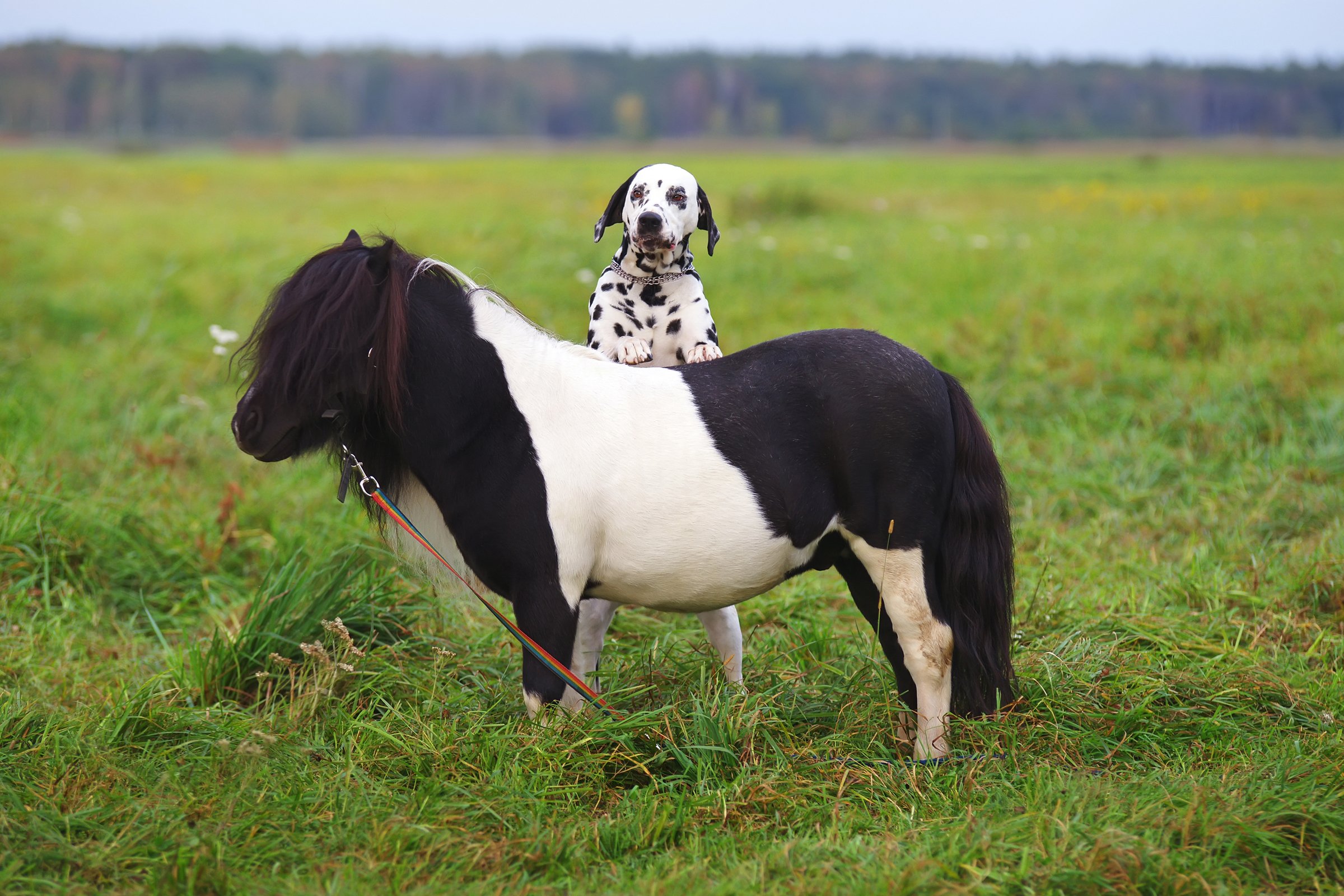 dalmata ló póni természet