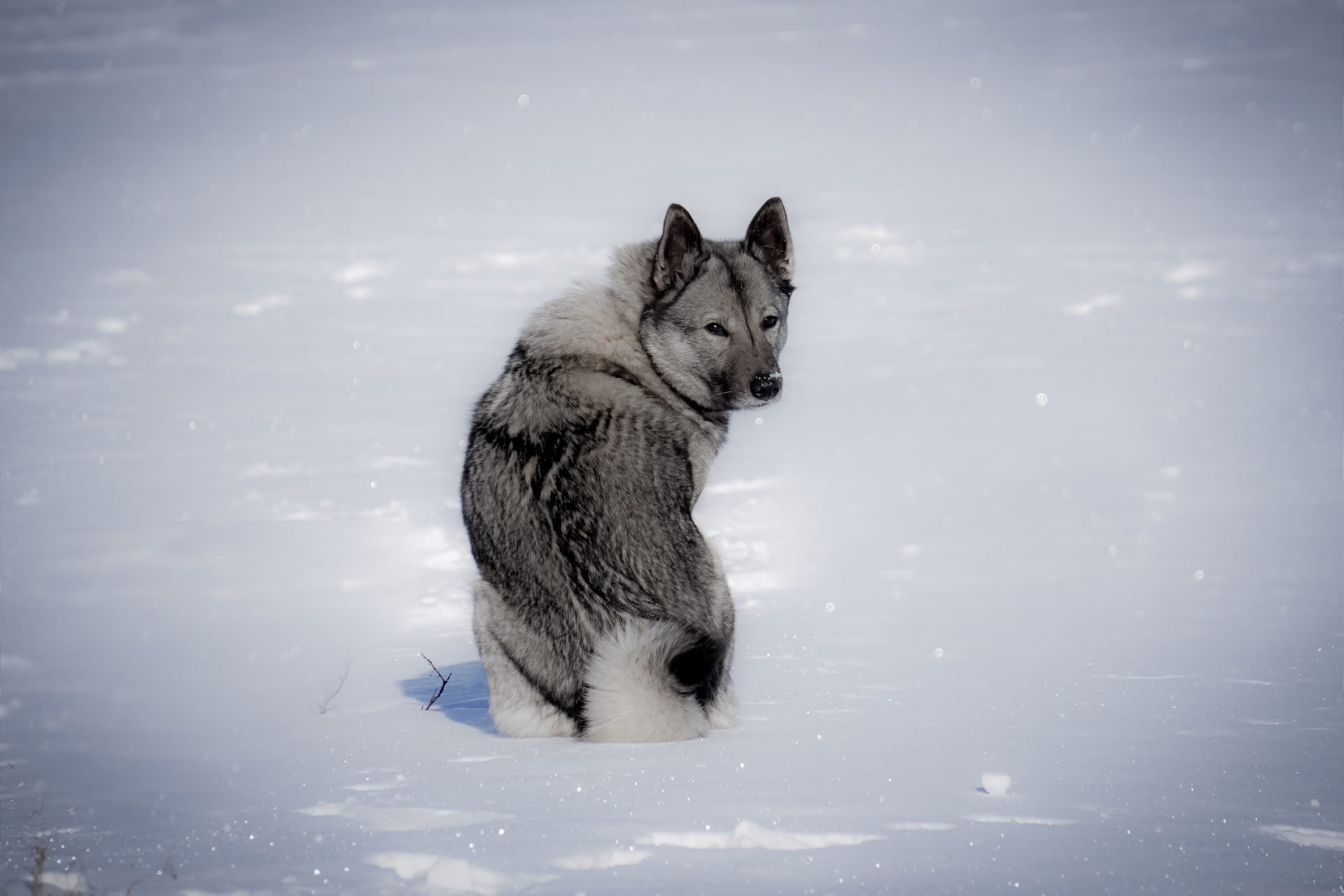 2020_12_gettyimages-668279290-scaled.jpg
