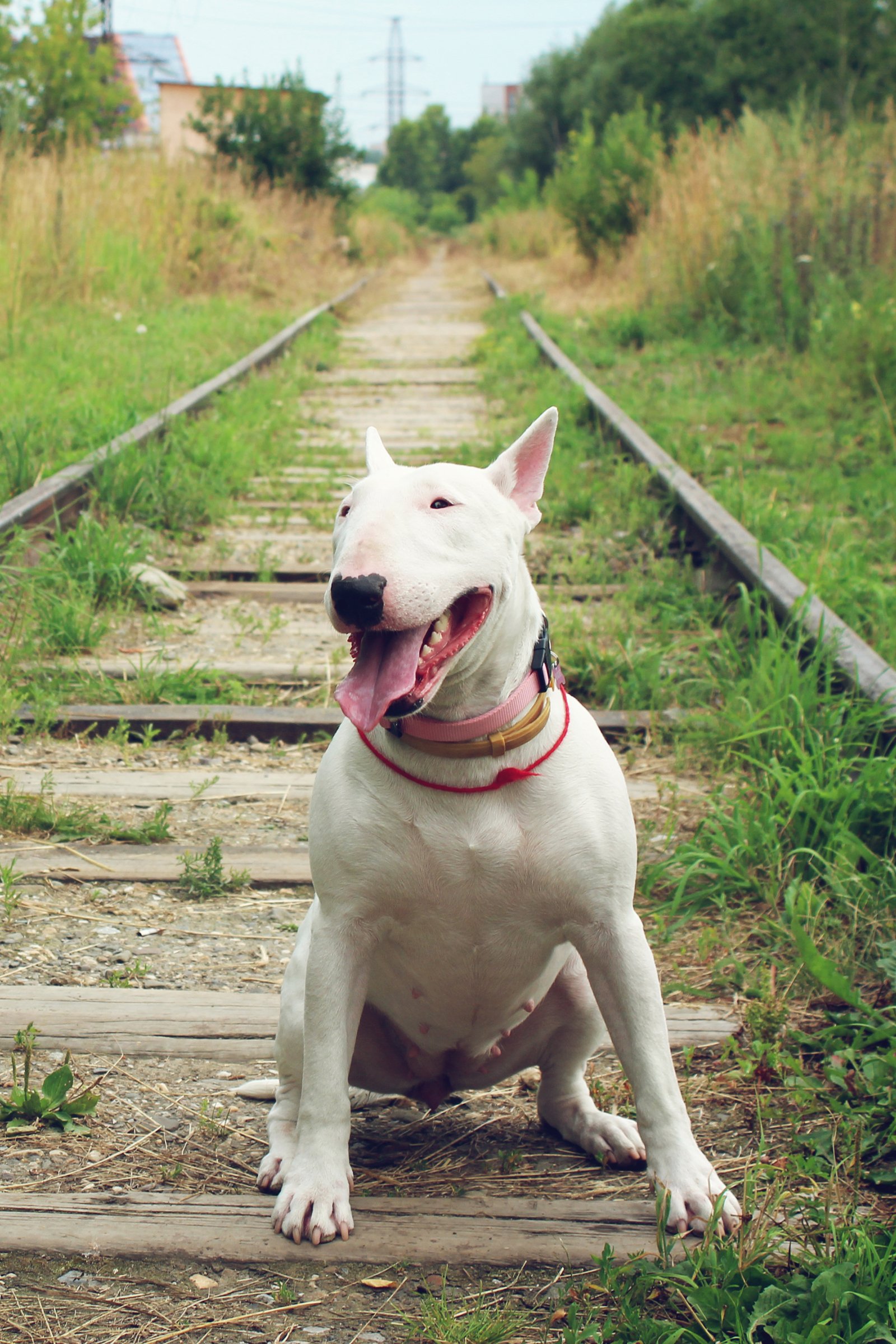 bullterrier