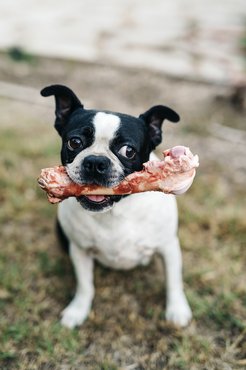 Boston Terrier csontot rág