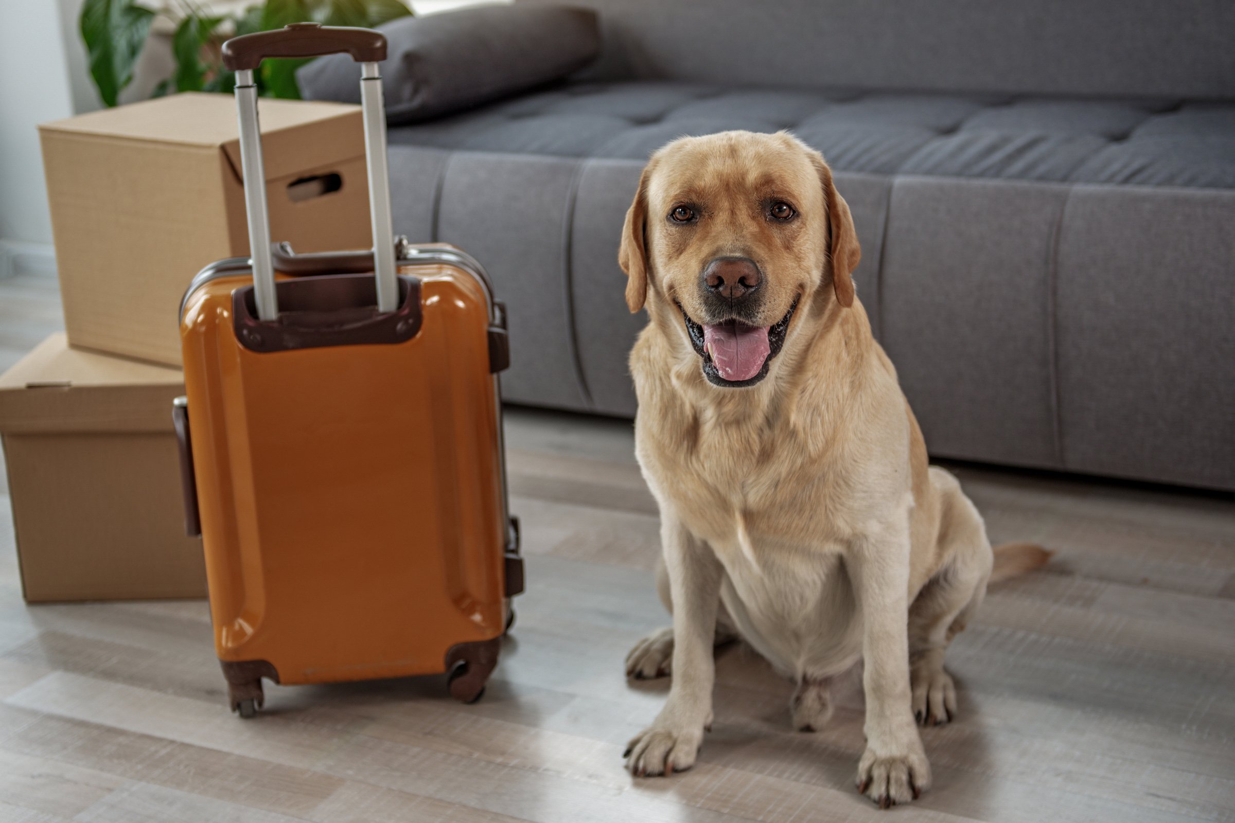 boldog labrador otthon költözés utazás lakás