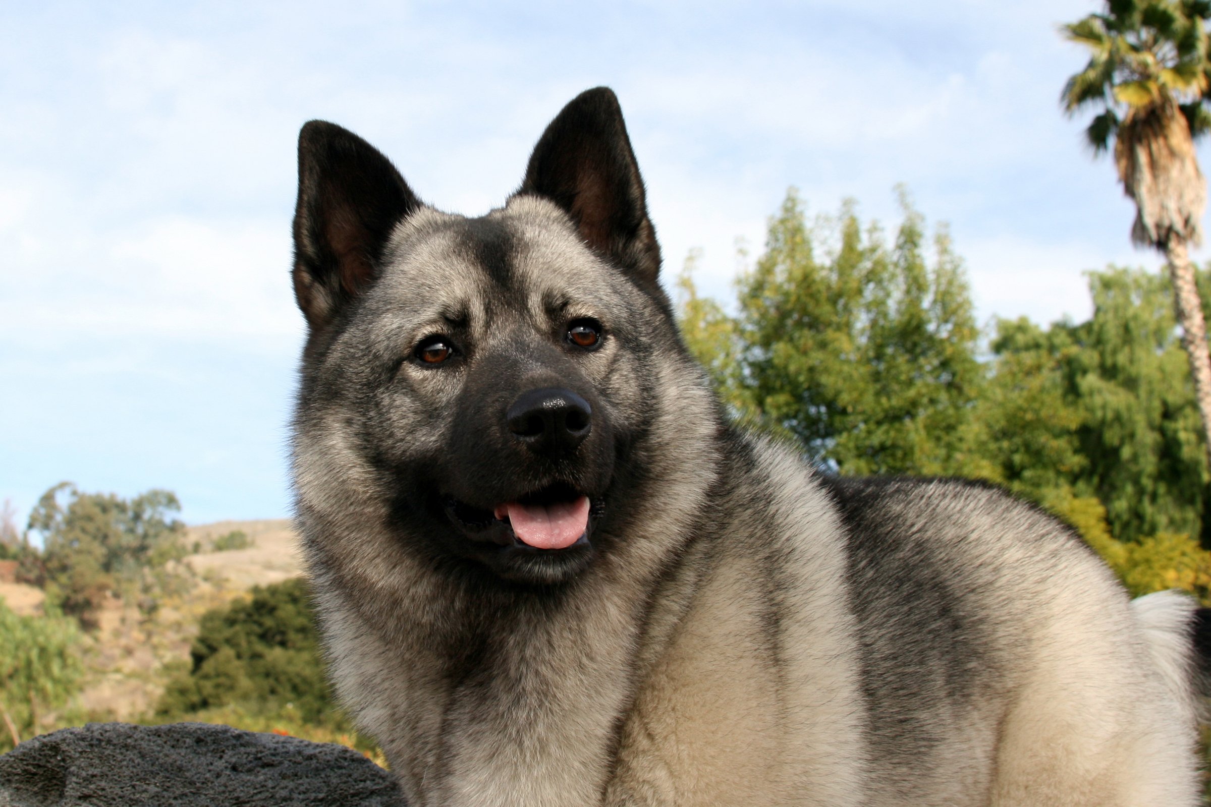 elkhund