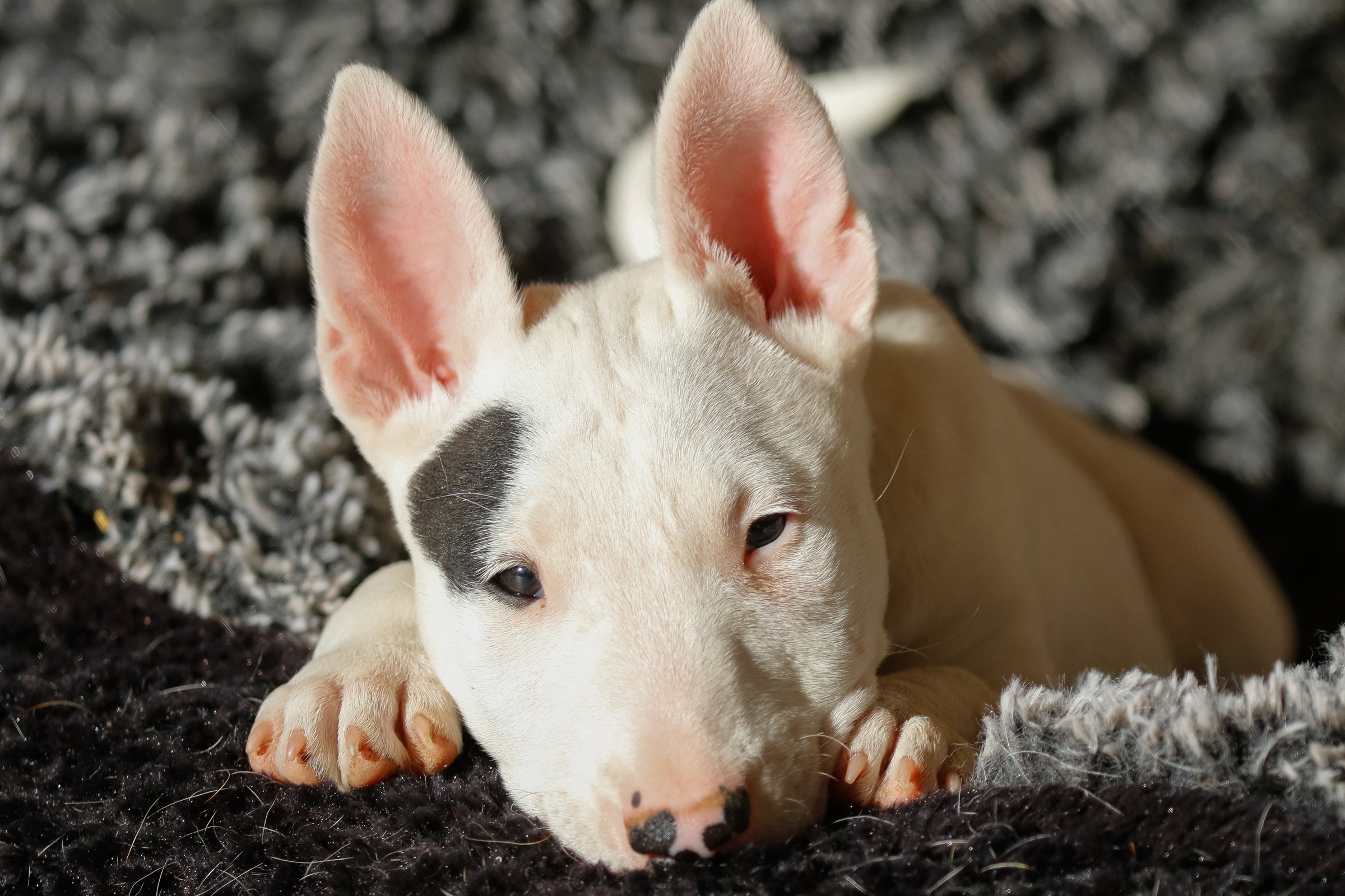 bullterrier kölyök