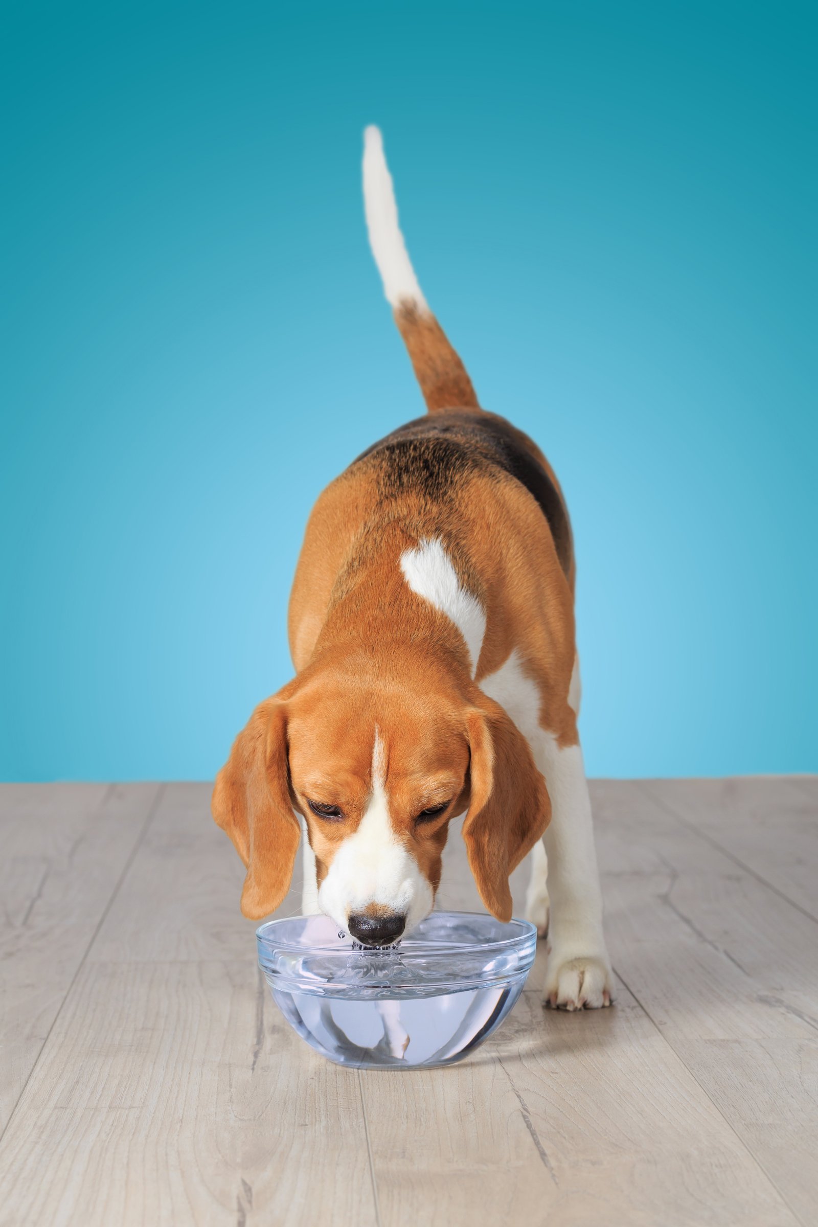 beagle iszik víz