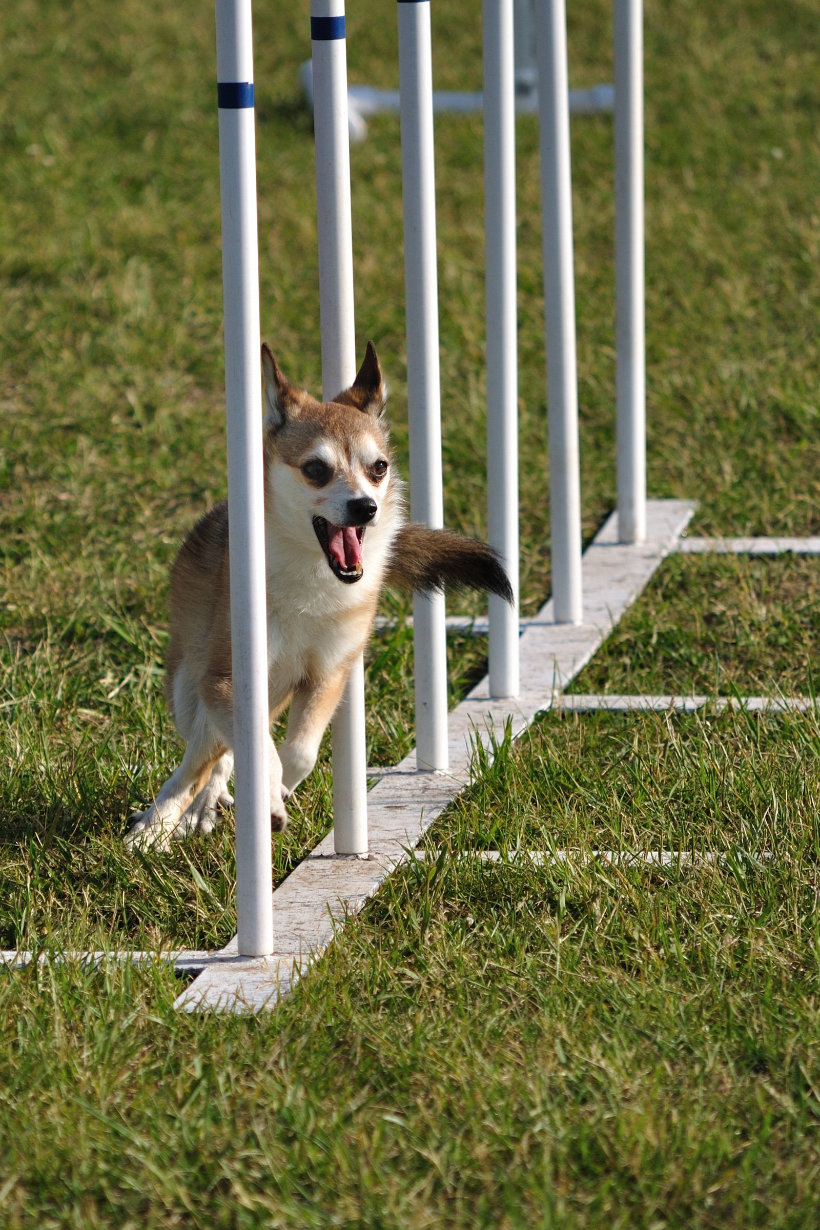 norvégiai lundehund agility