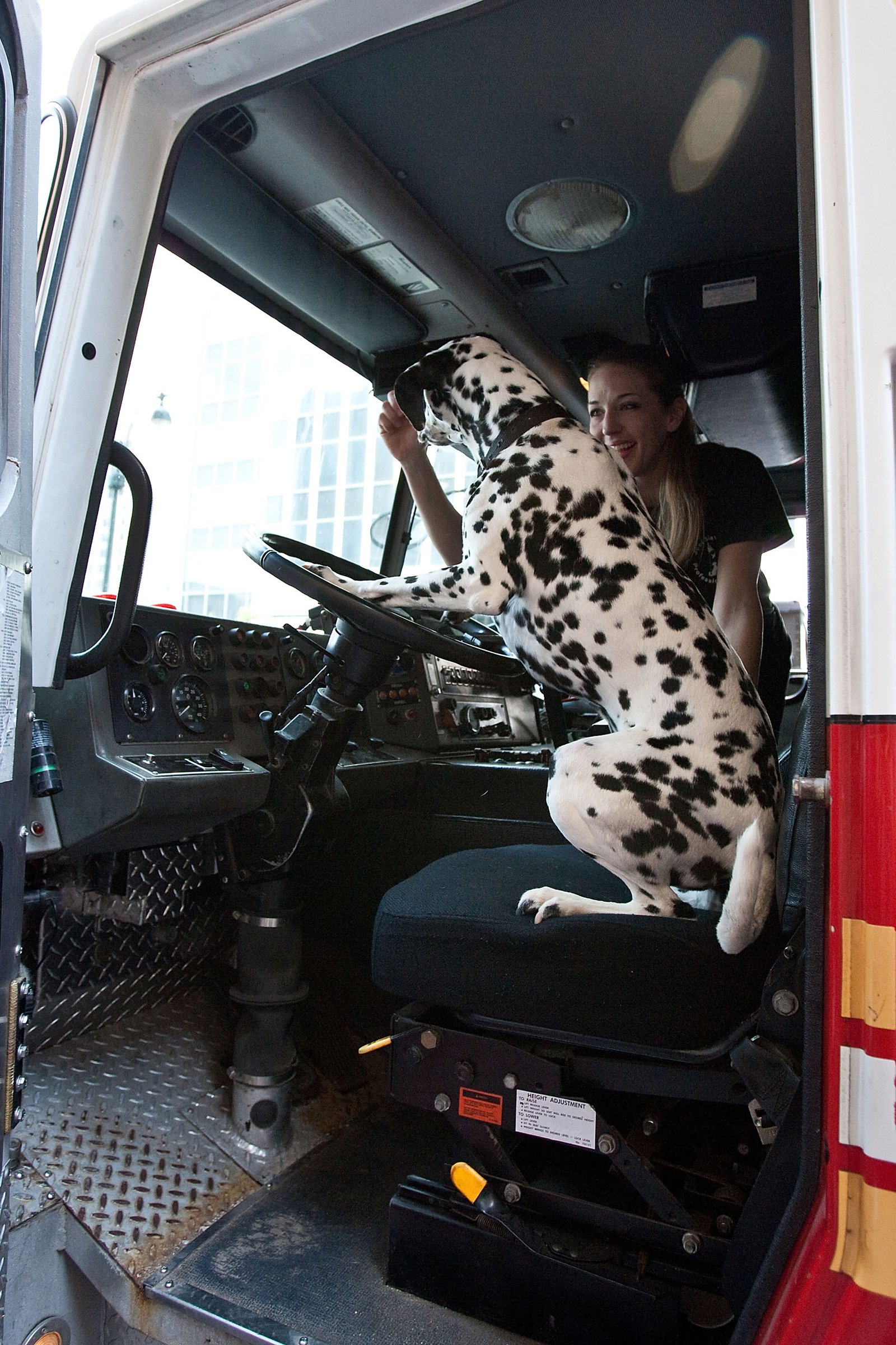 dalmata tűzoltóautóban