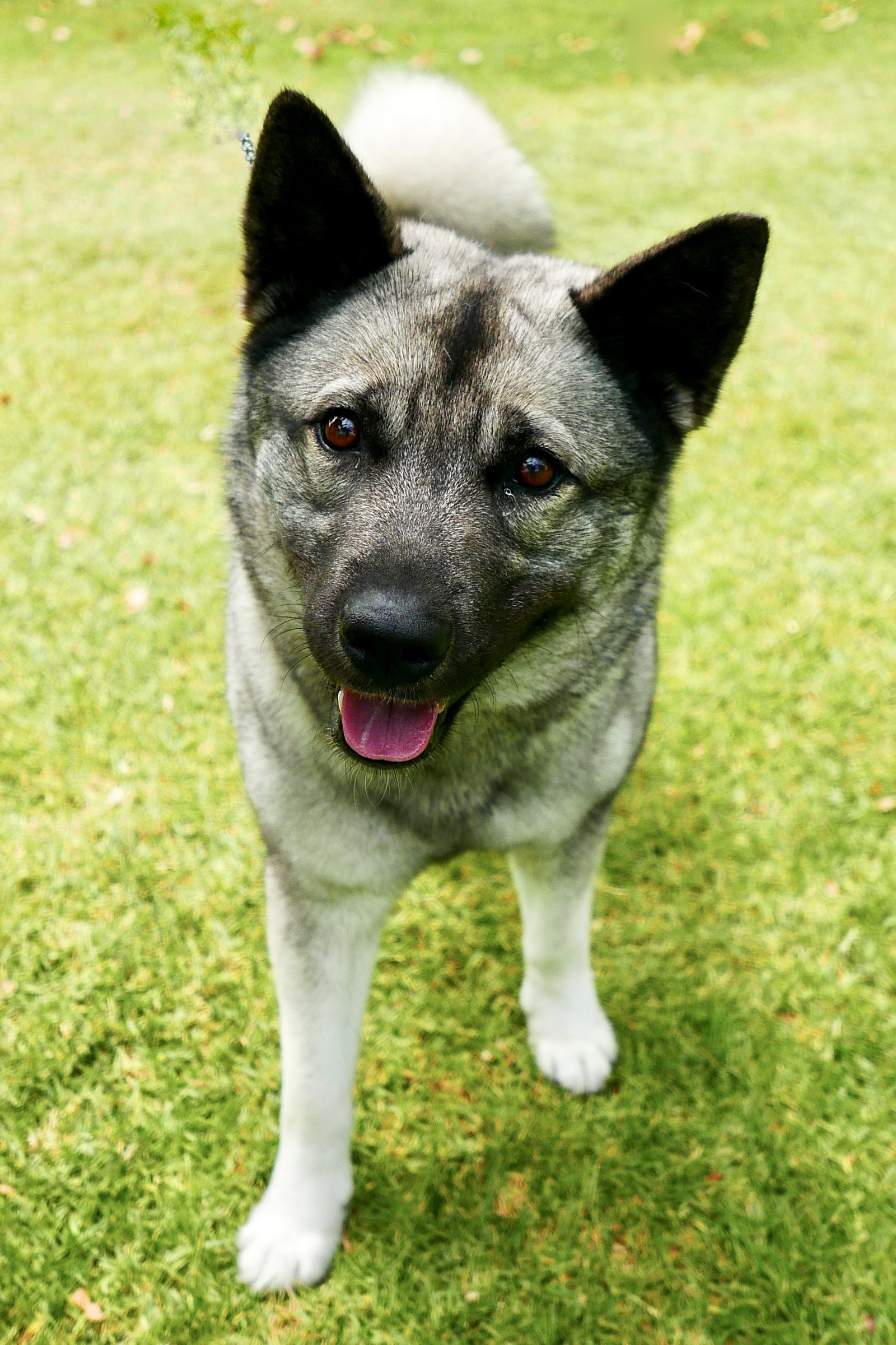 norvég elkhund