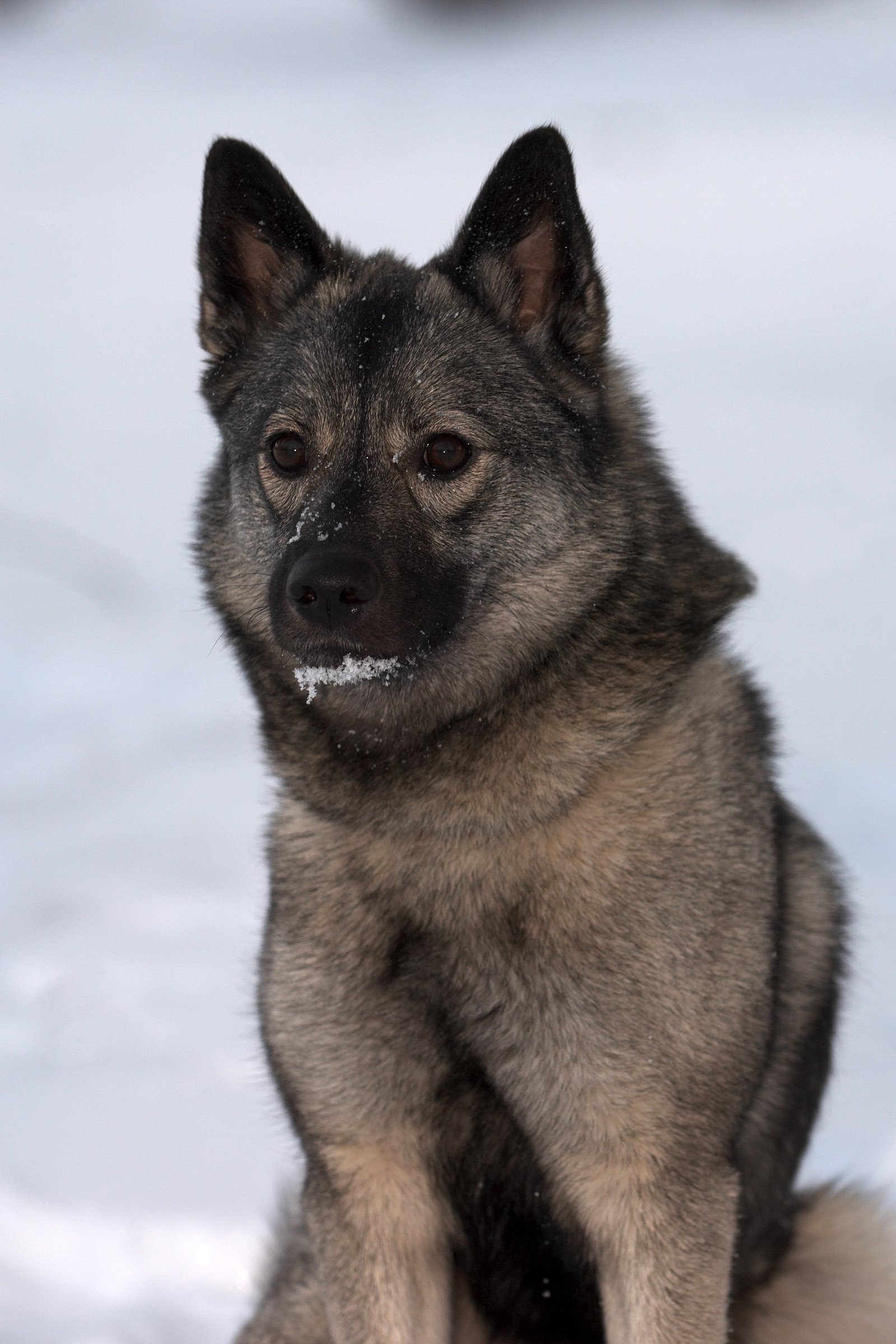 elkhund tél