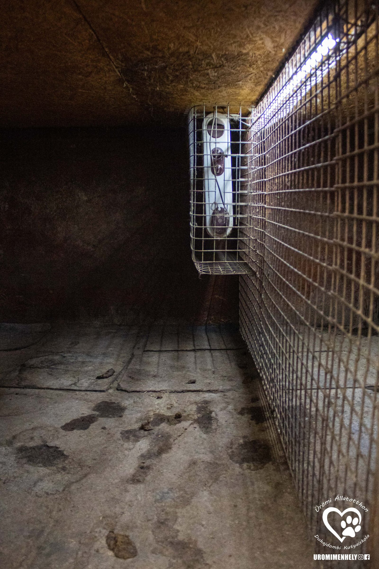 Ürömi menhely szaporító kennel