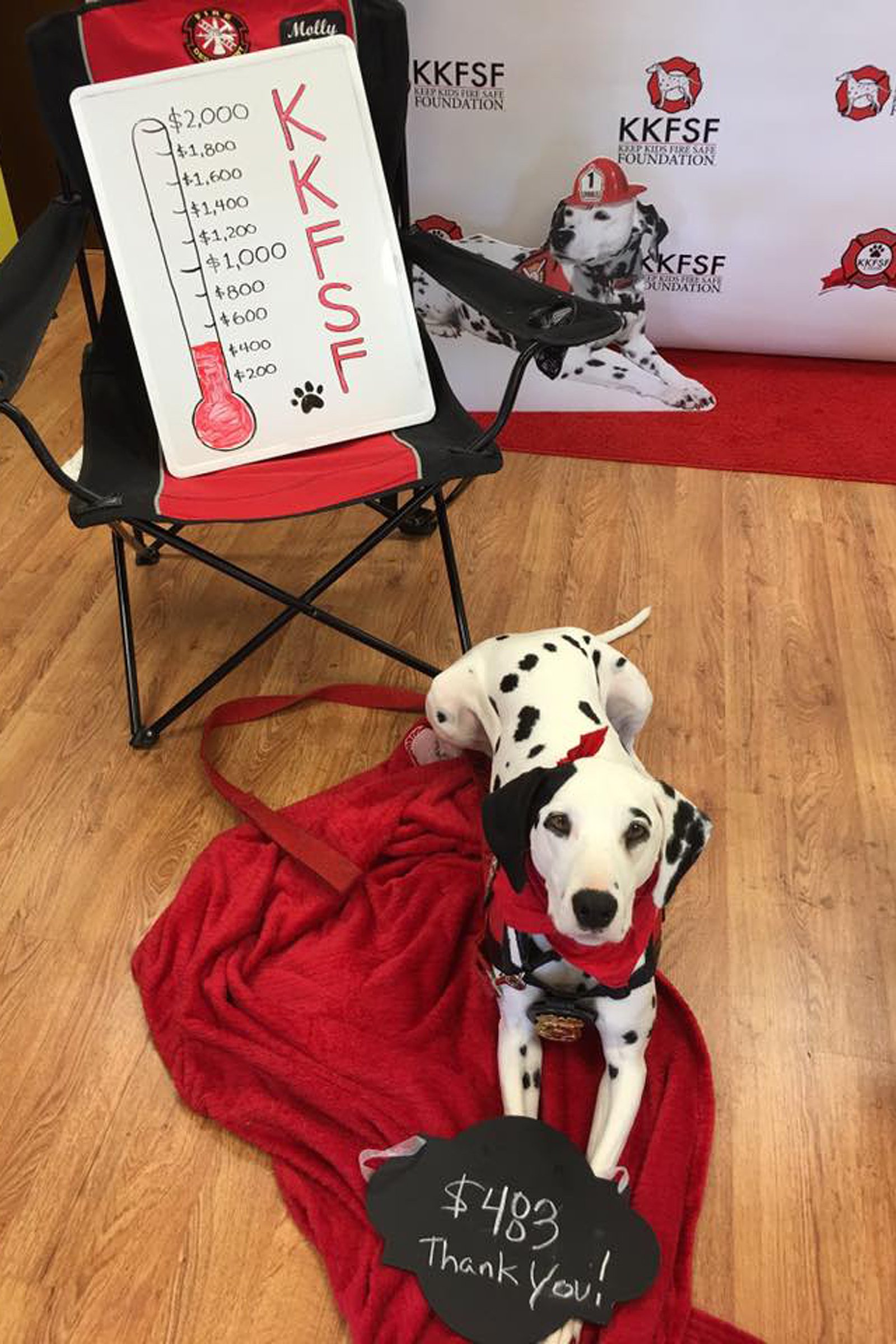 Molly dalmata iskola
