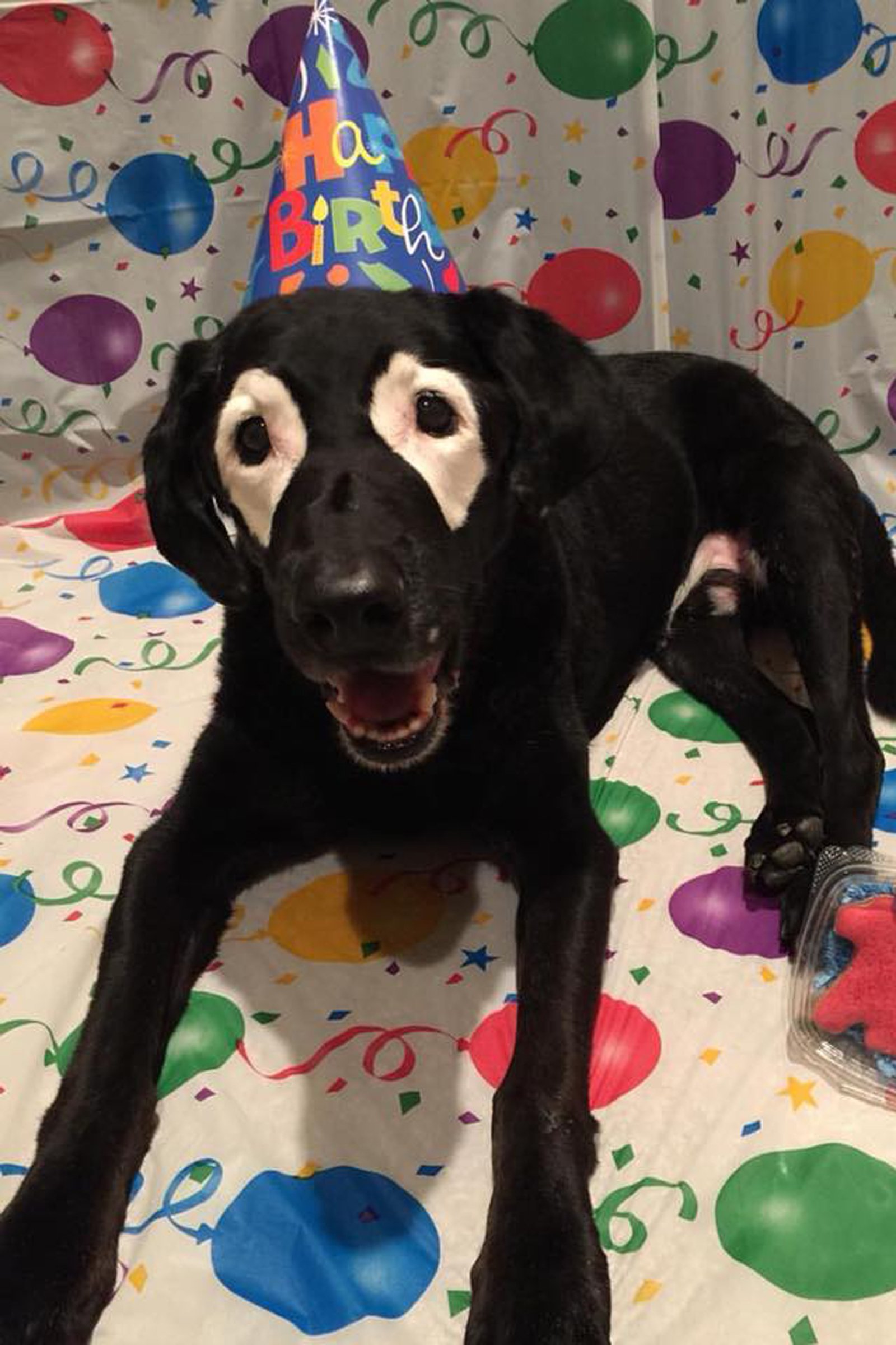 White Eyed Rowdy vitiligo