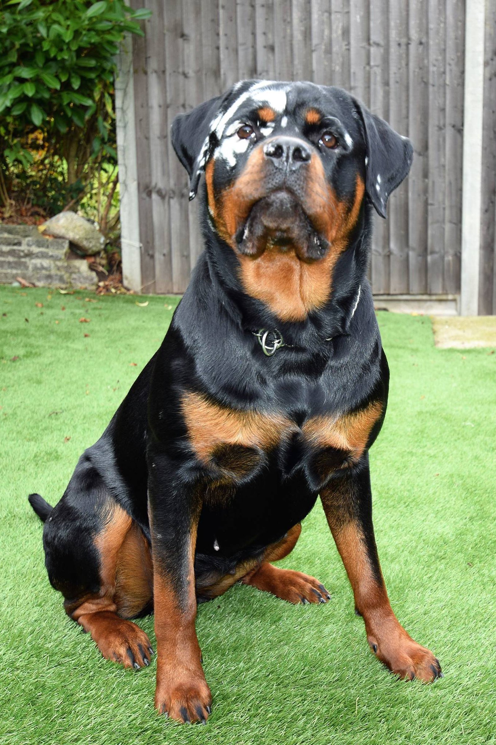 vitiligo rottweiler