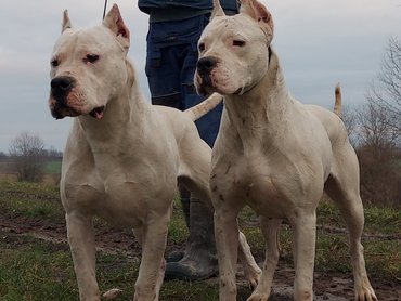 2 fehér argentin dog a Nivis Casus kennelből