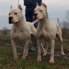 2 fehér argentin dog a Nivis Casus kennelből