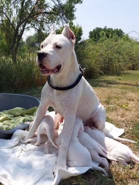 argentin dog a Nivis Casus kennelből