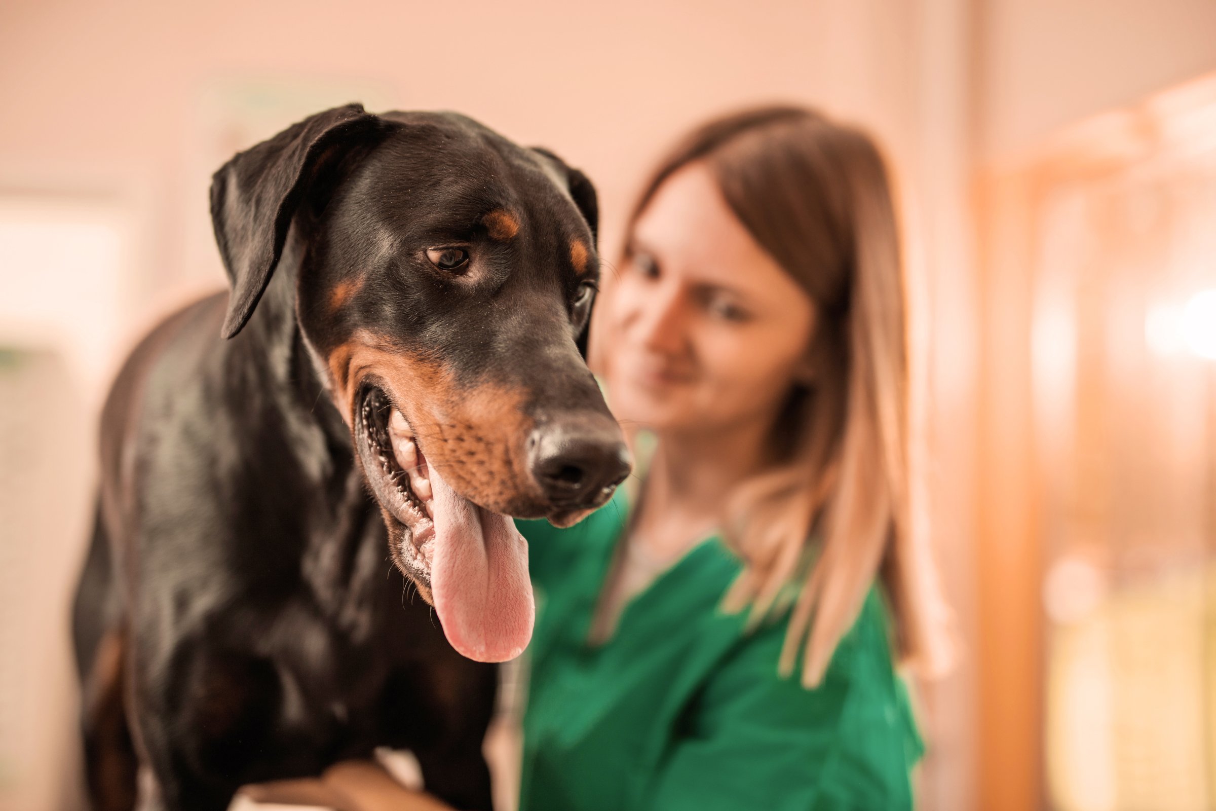 Doberman kutya állatorvos
