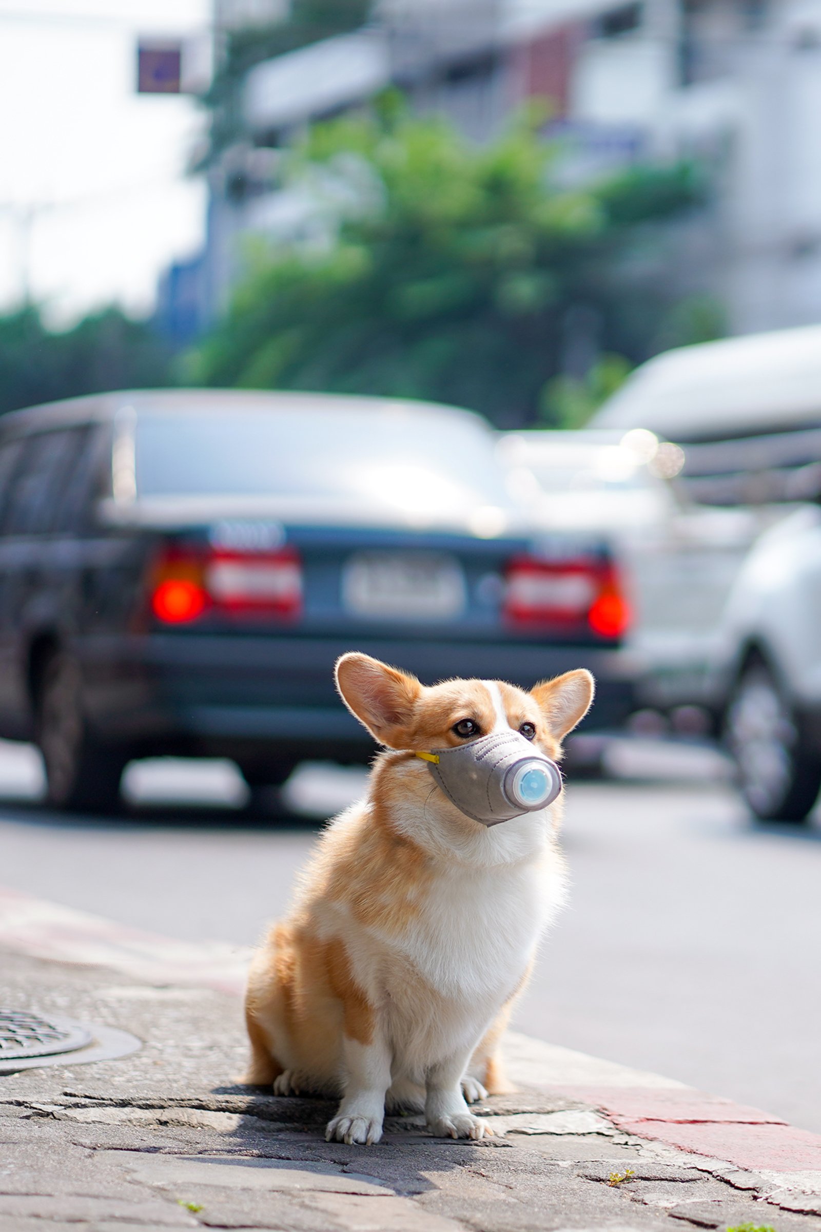 corgi maszk légszennyezés