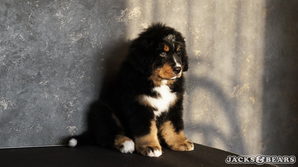 9 hetes berni pásztor kiskutya