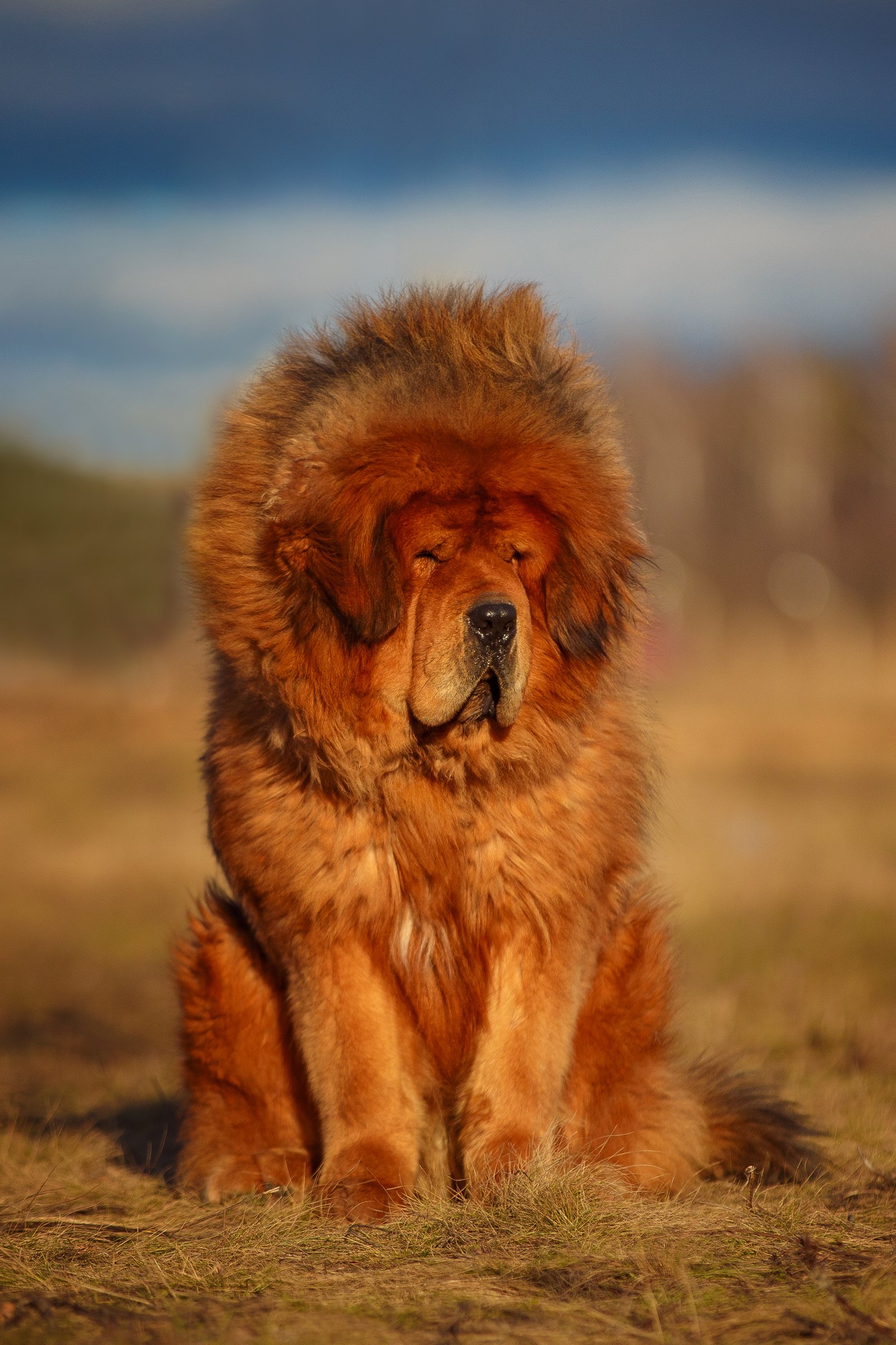 tibeti masztiff