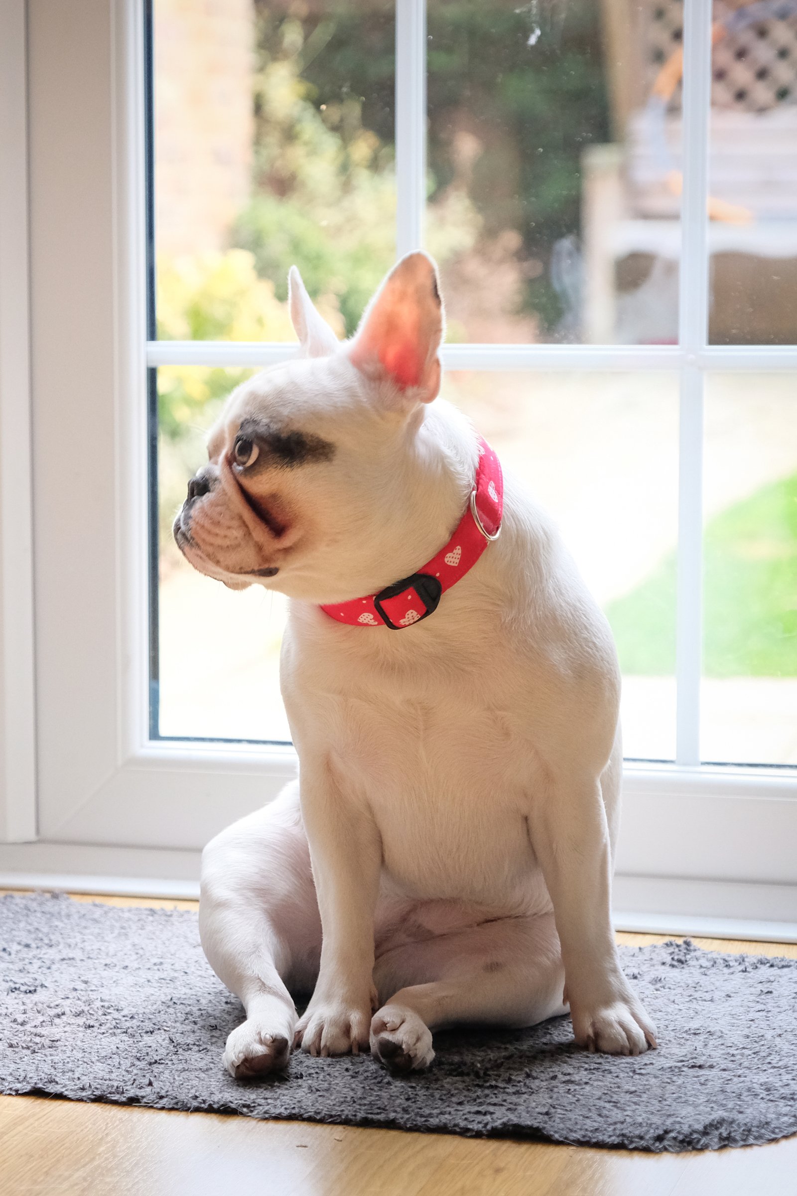 francia bulldog vár ül nyakörv