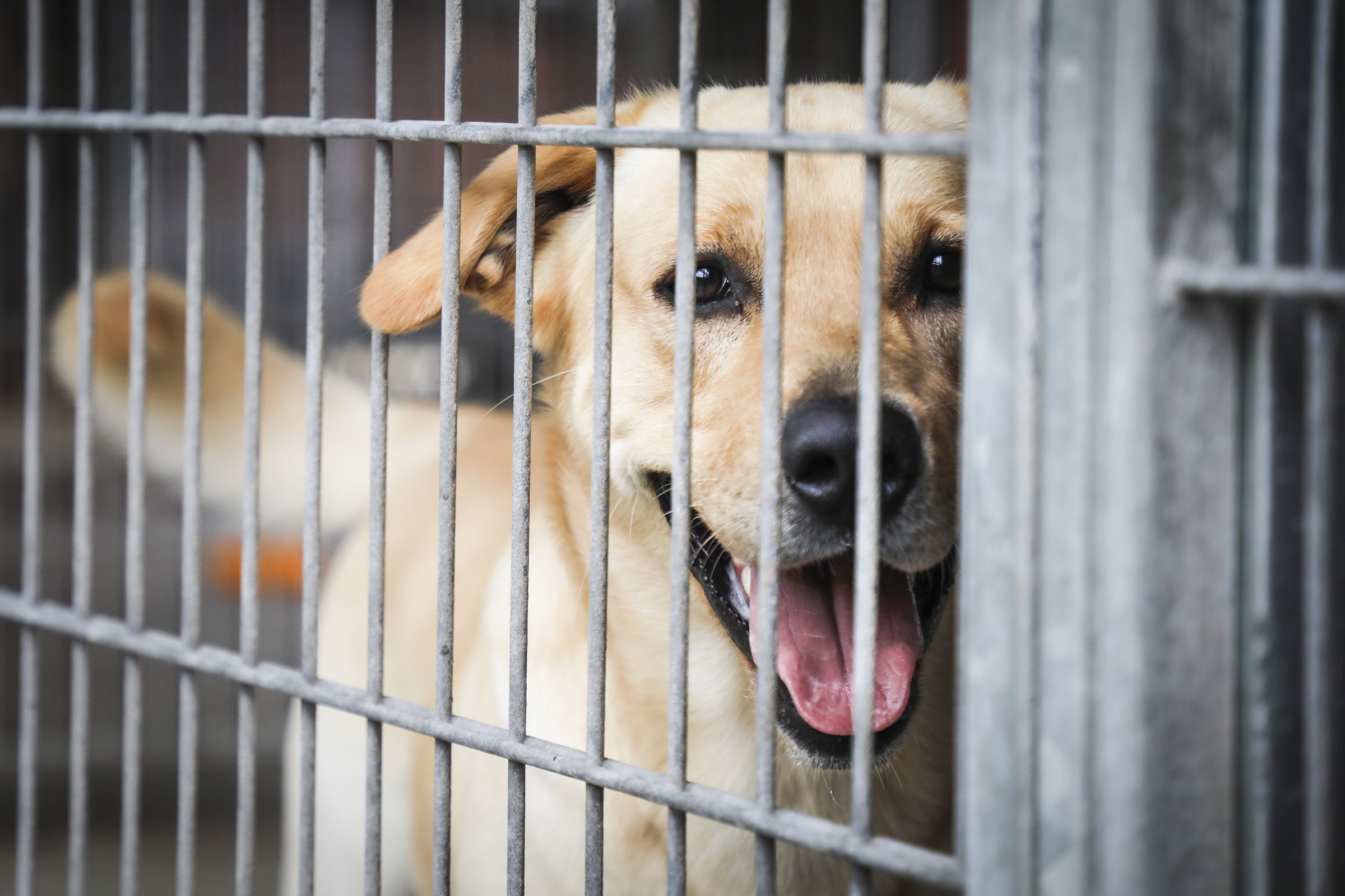 kutya kennel menhely