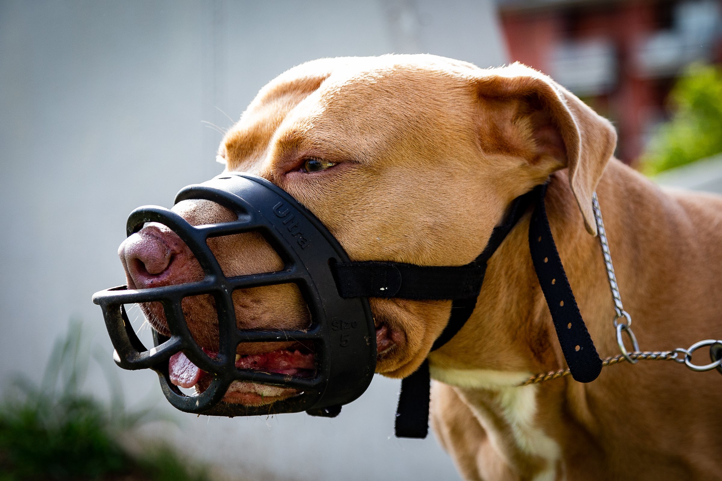 szájkosár pitbull