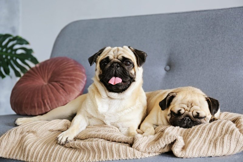 mopsz kép: Getty Images Hungary