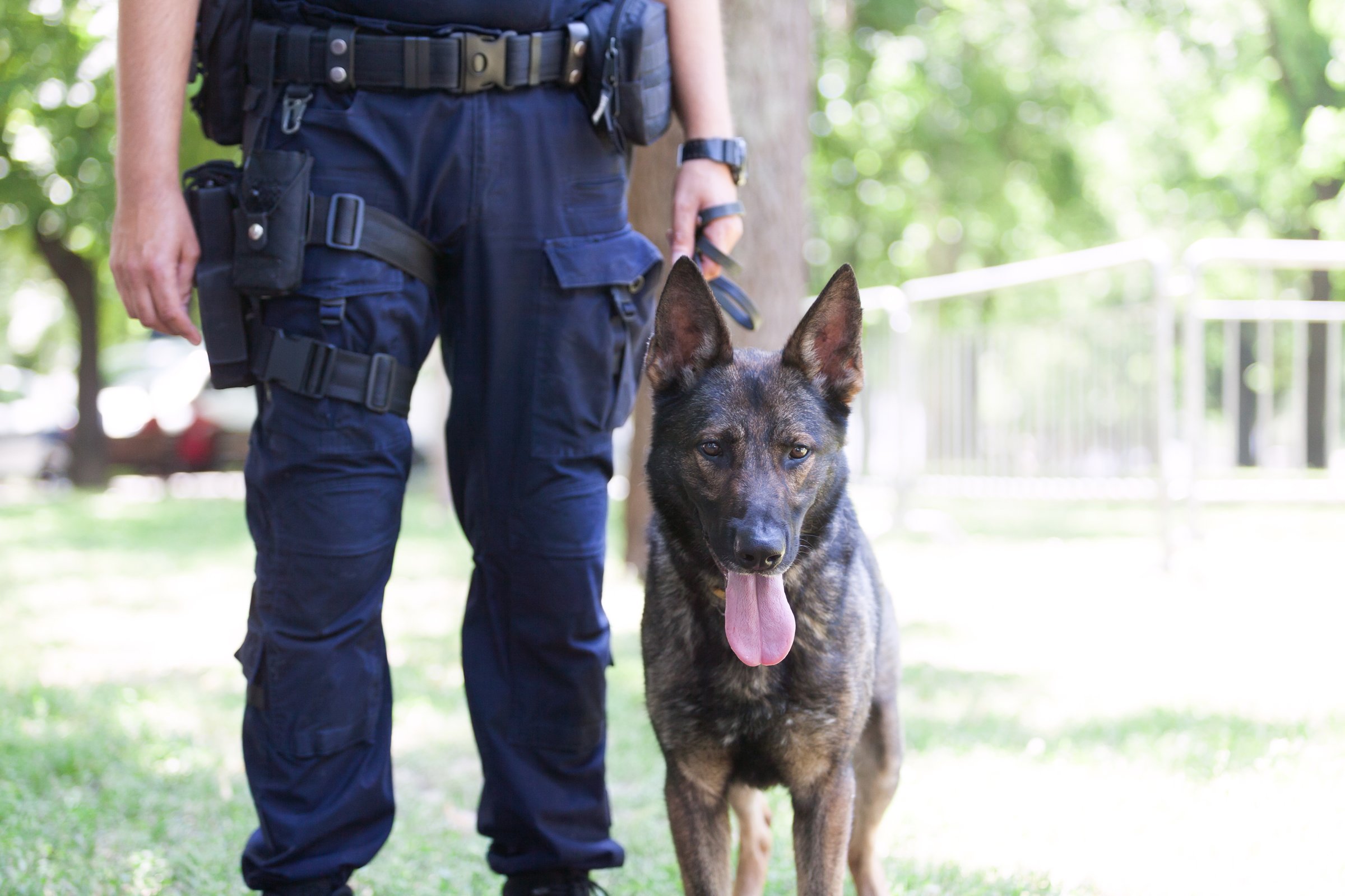 rendőrkutya malinois