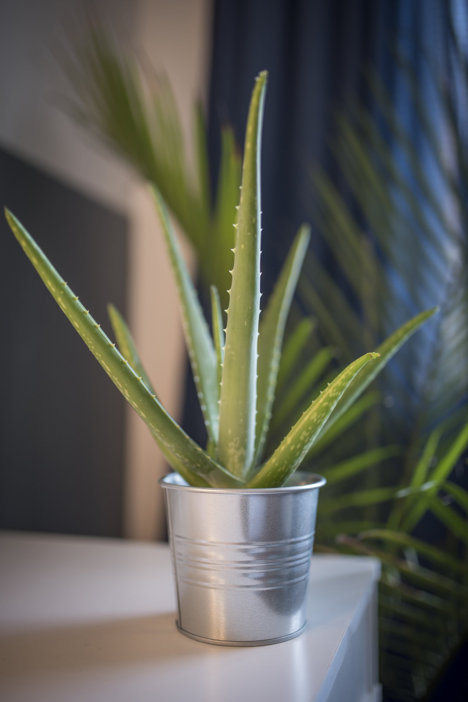 aloe növény