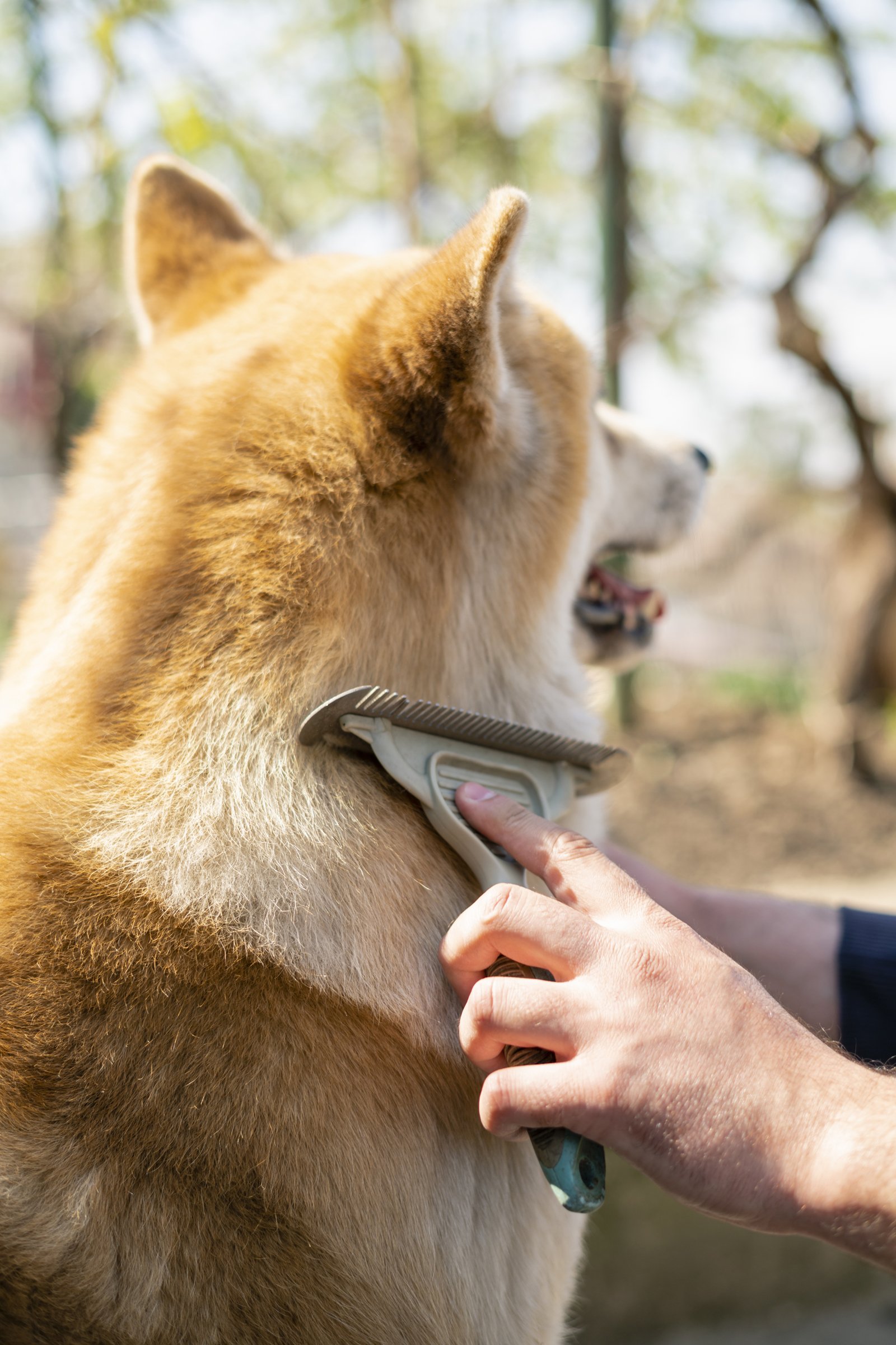 akita trimmelés