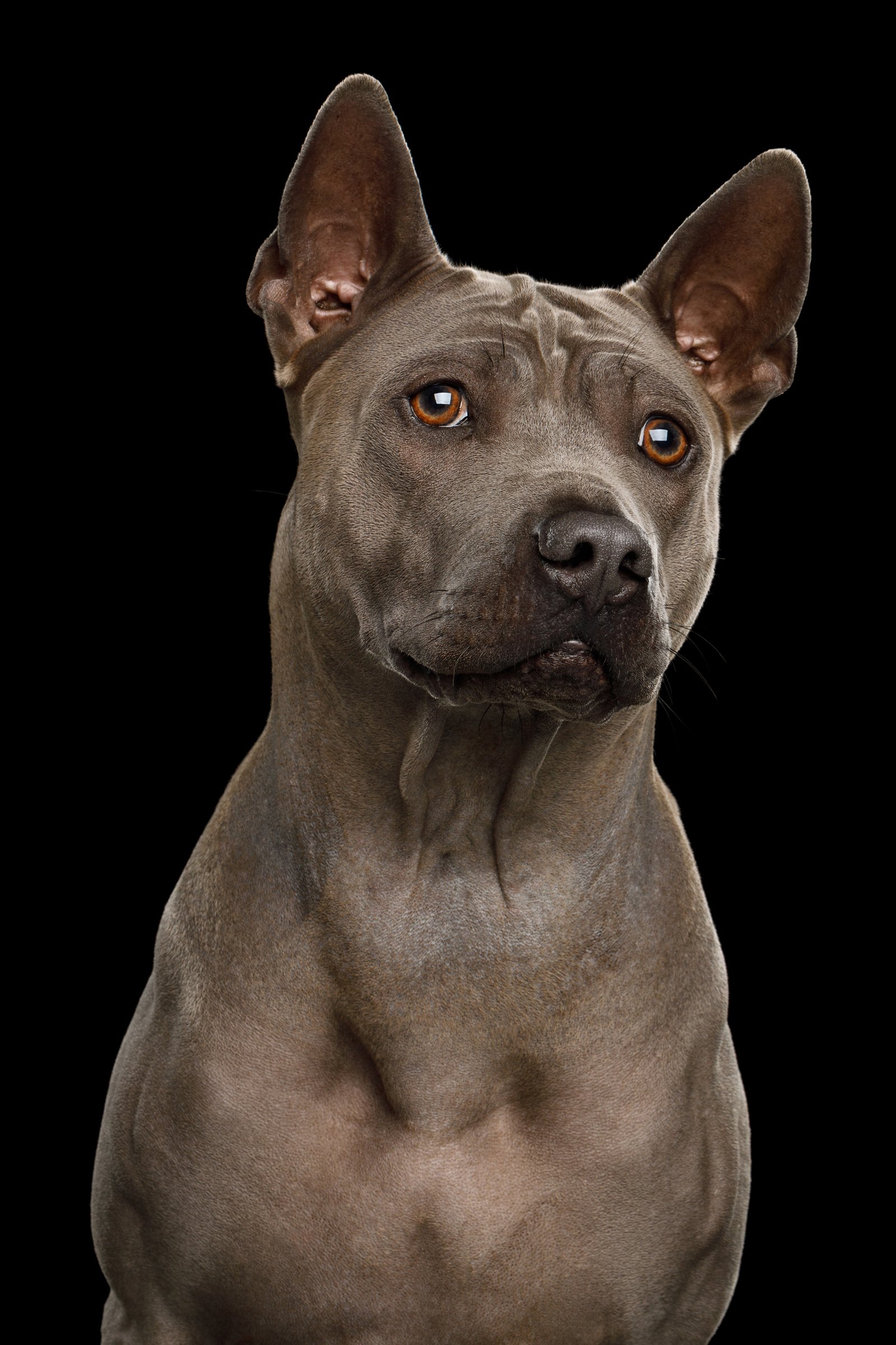 thai ridgeback