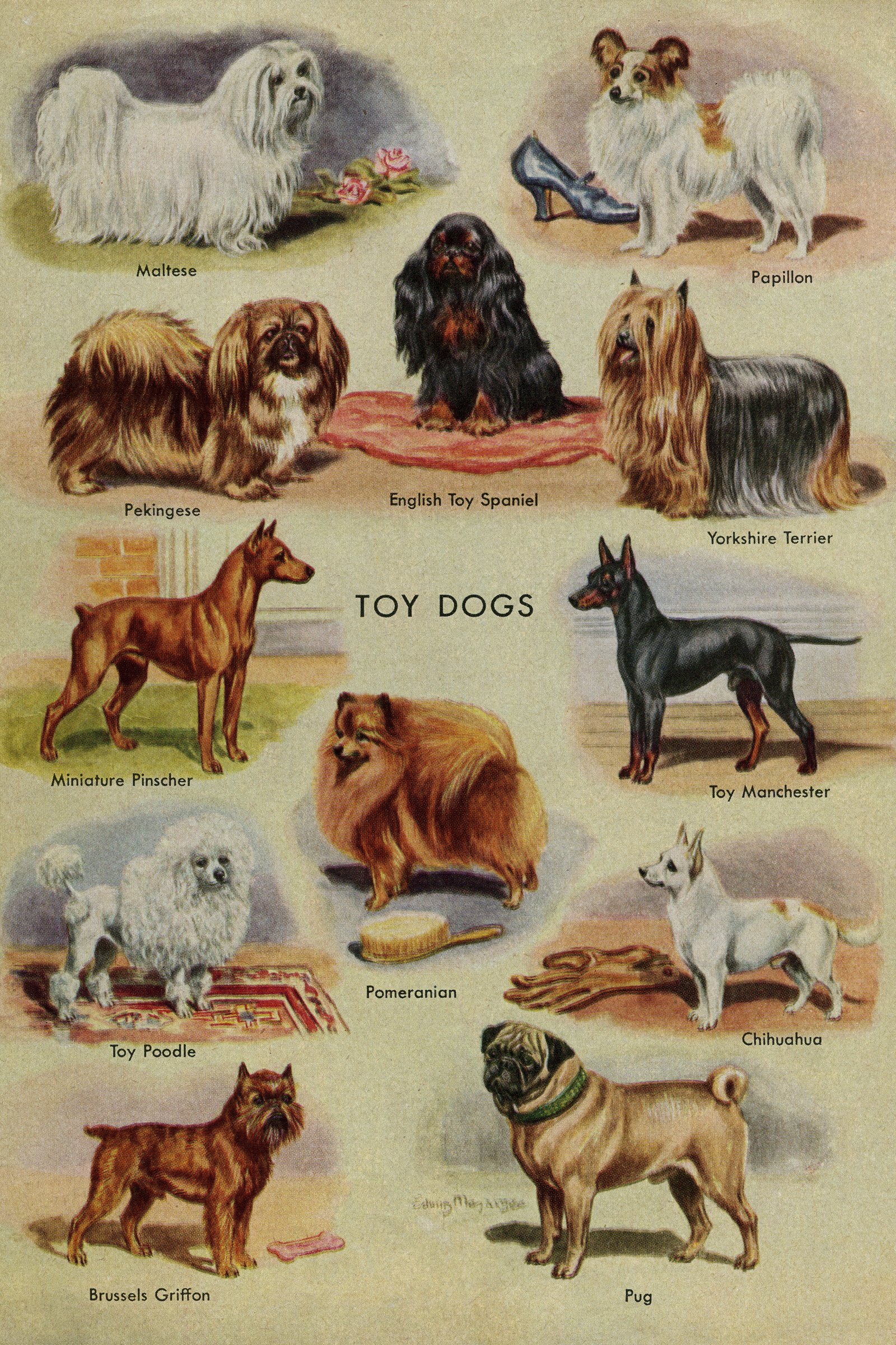 kutyafajták 1924
