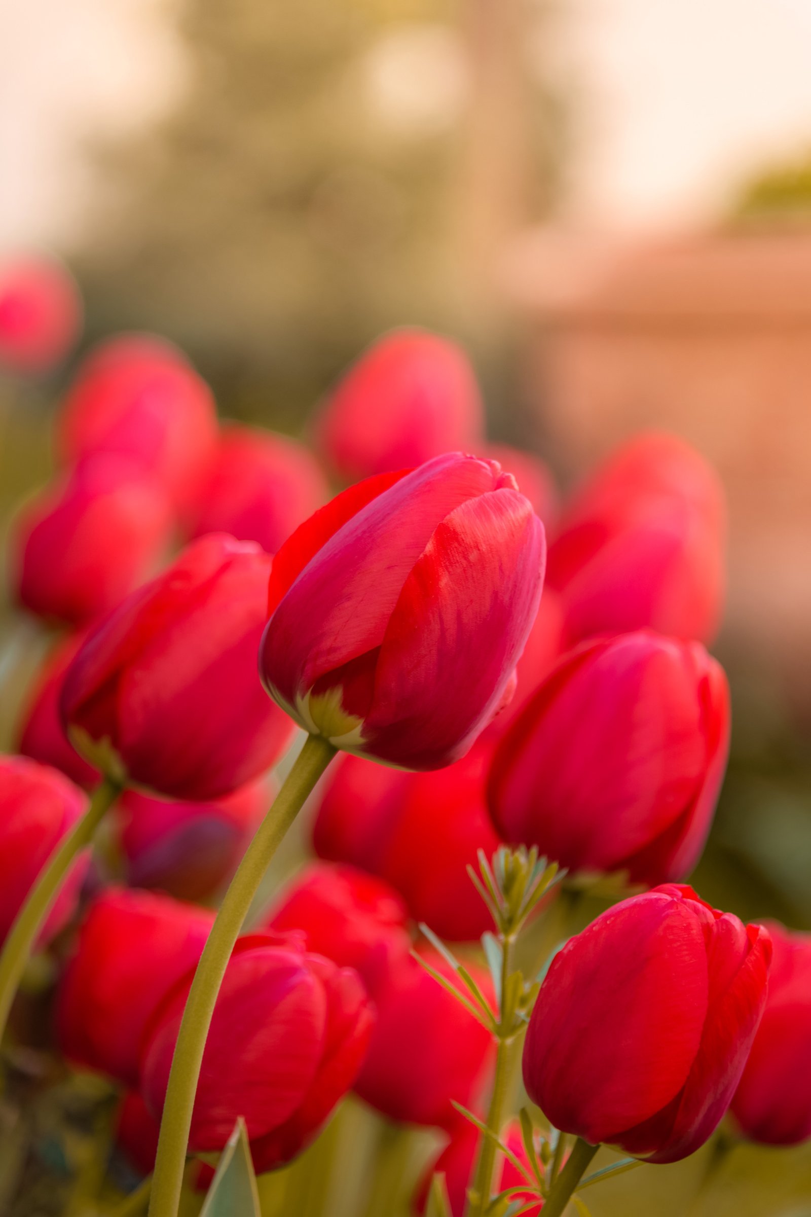 tulipán