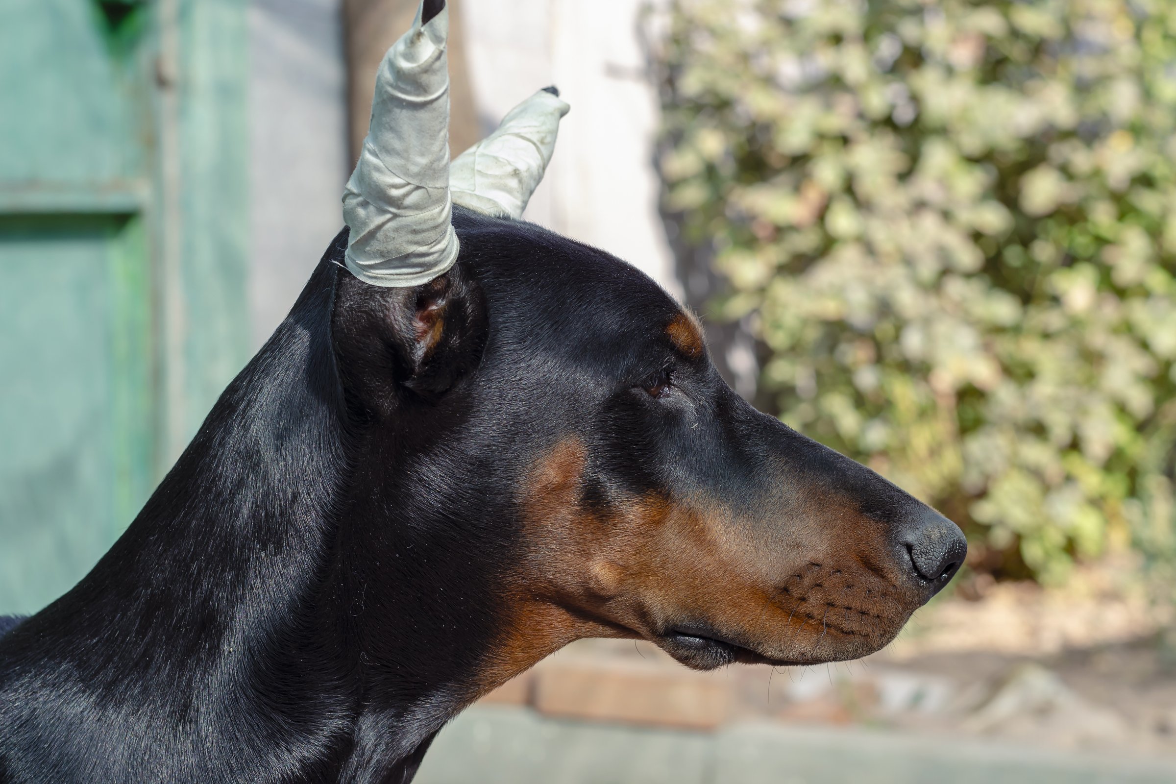 dobermann fül kupírozás