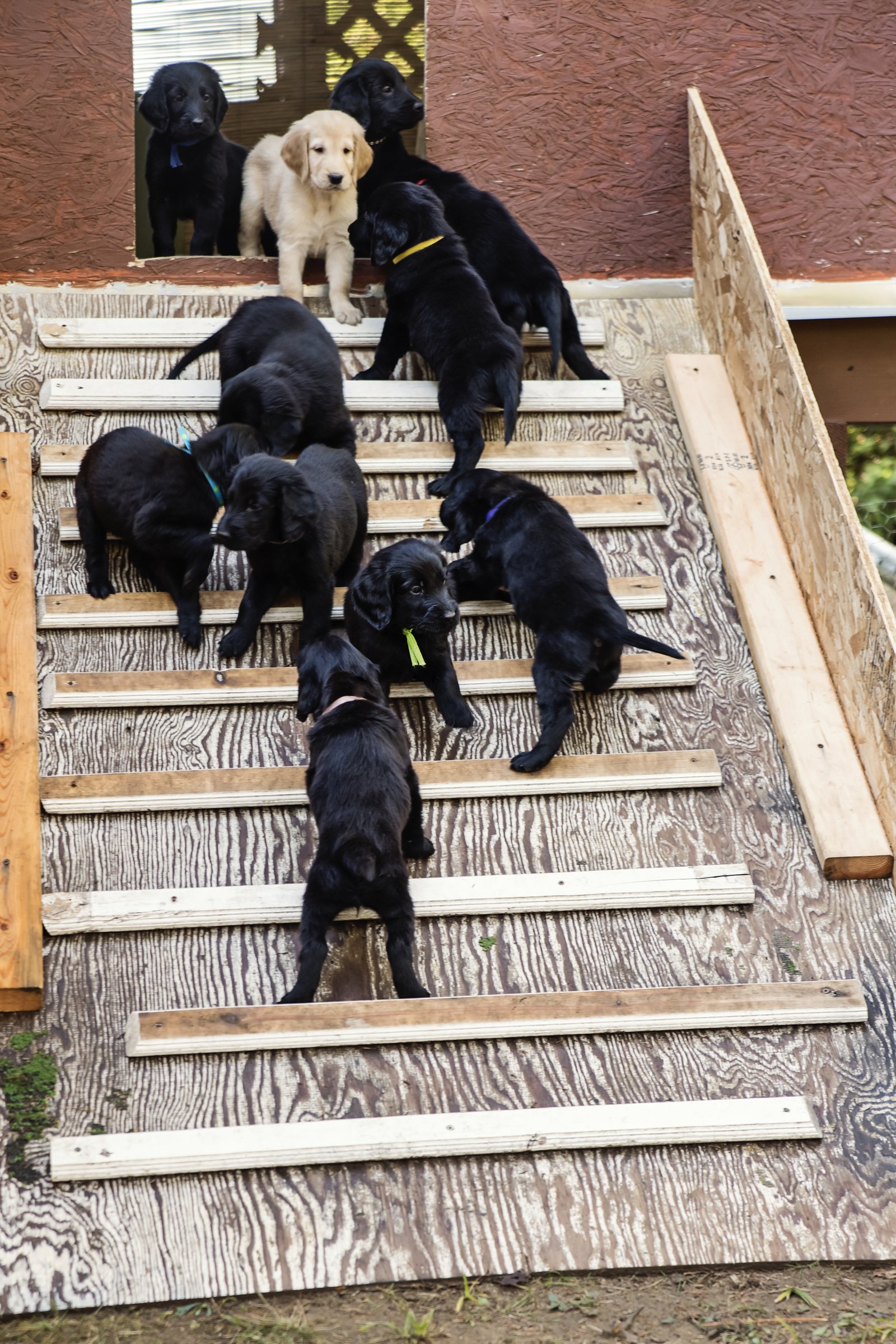 kennel menhely kölykök kutyák ovi napközi játék