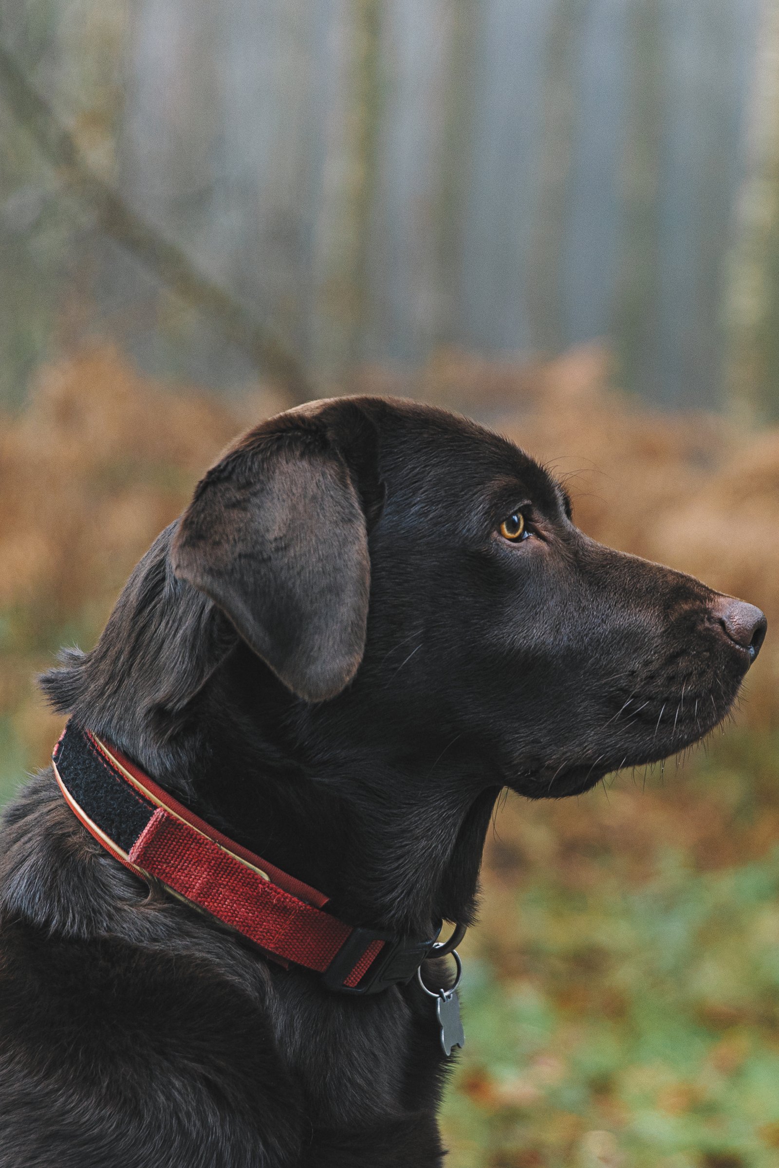 labrador nyakörv