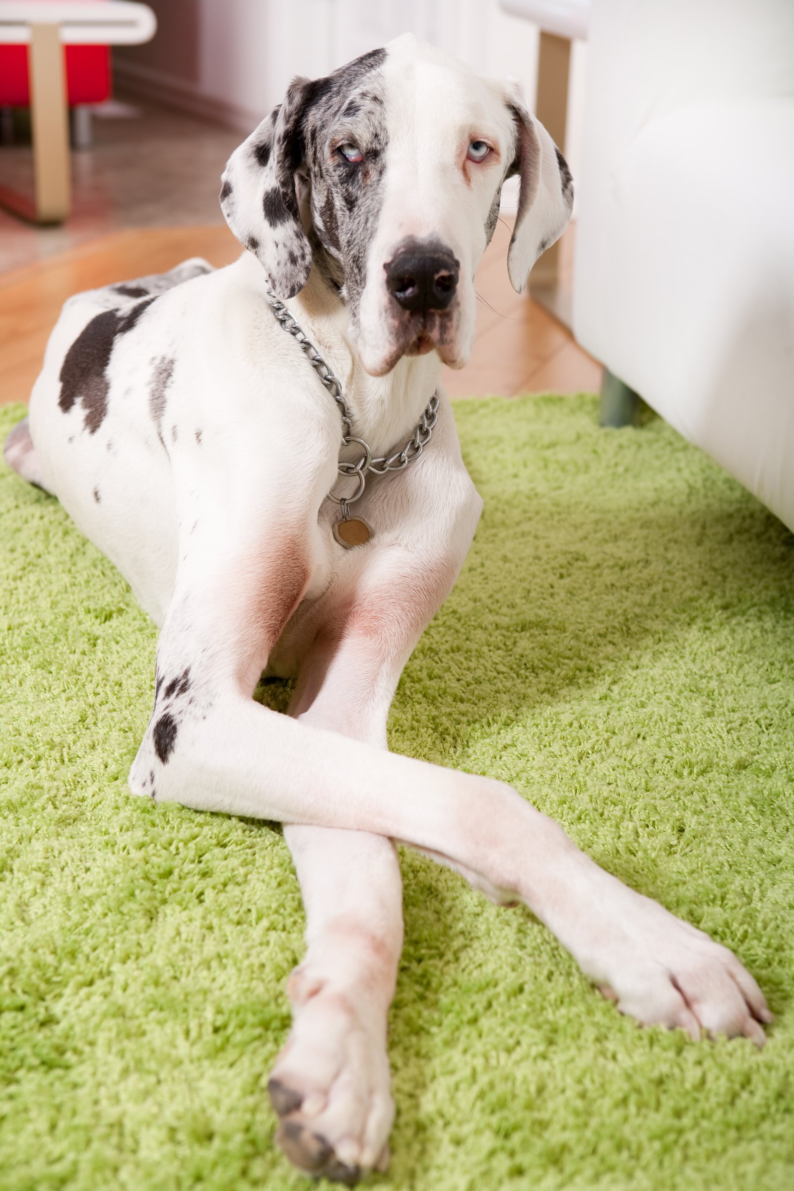 német dog harlekin
