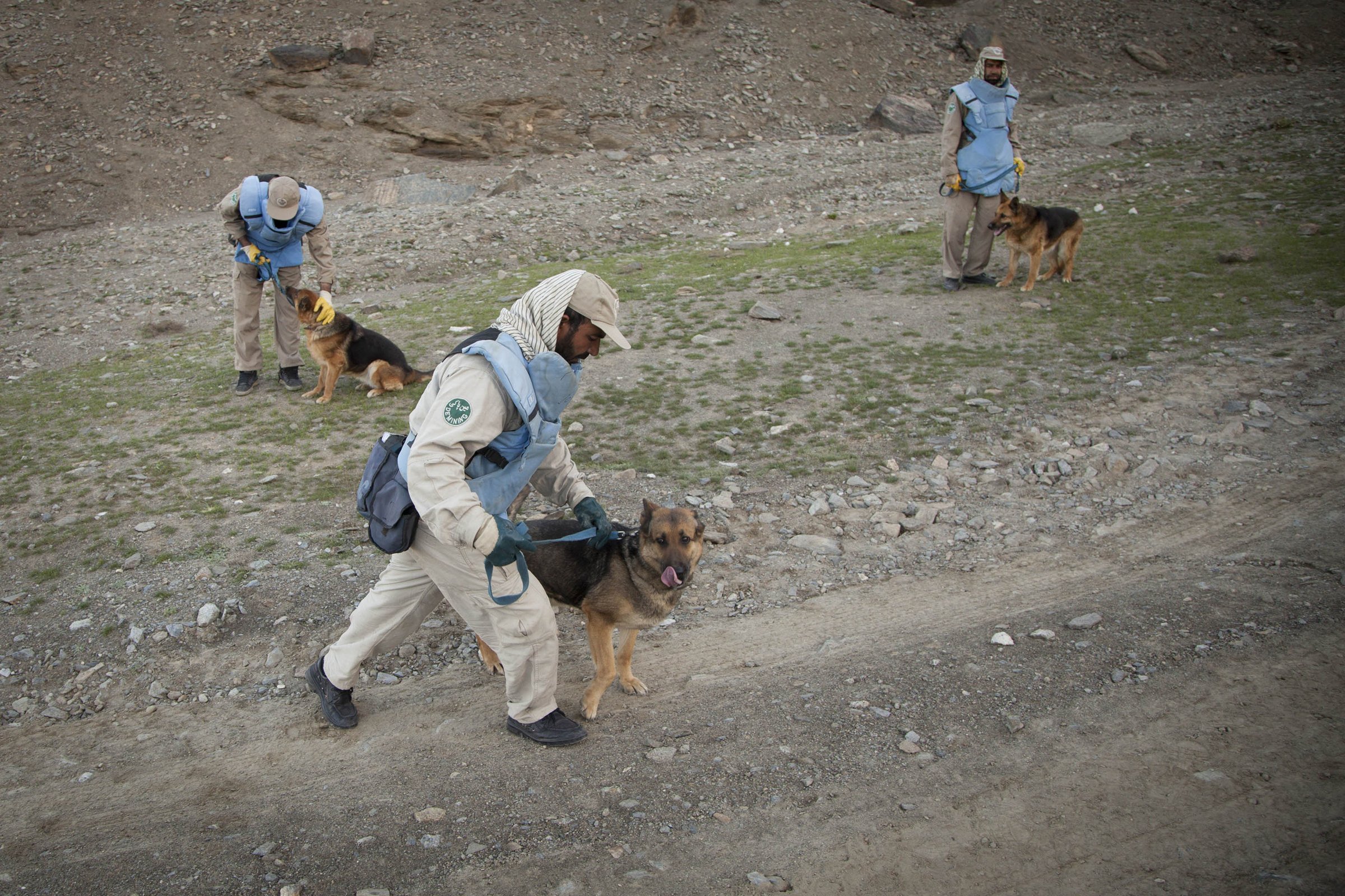 Aknakereső ebek dolgoznak felvezetőikkel Afganisztán fővárosa, Kabul körzetében.